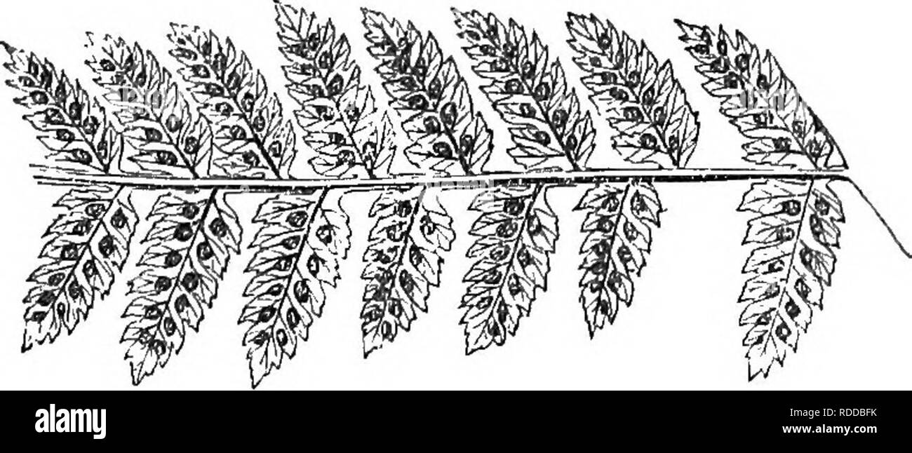 . A natural history of new and rare ferns : containing species and varieties, none of which are included in any of the eight volumes of &quot;Ferns, British and exotic&quot;, amongst which are the new hymenophyllums and Trichomanes . Ferns. Portion of fertile pinna, under side. ASPIDIUM REMOTUM. A. Bkaun. Kunze. Fee. Mettenius. PLATE XXII. Lastrea remota, Aspidium rigidum, var. remotum, Polystichum remotum. MooBE. A. Bbatjn. KooH. Aspidium—The Shield Fern. Semotum—Distant. In the Section Lastrea of Authors. The Aspidium remotum is a handsome Fern. It was first discovered in the summer of 1859, Stock Photo