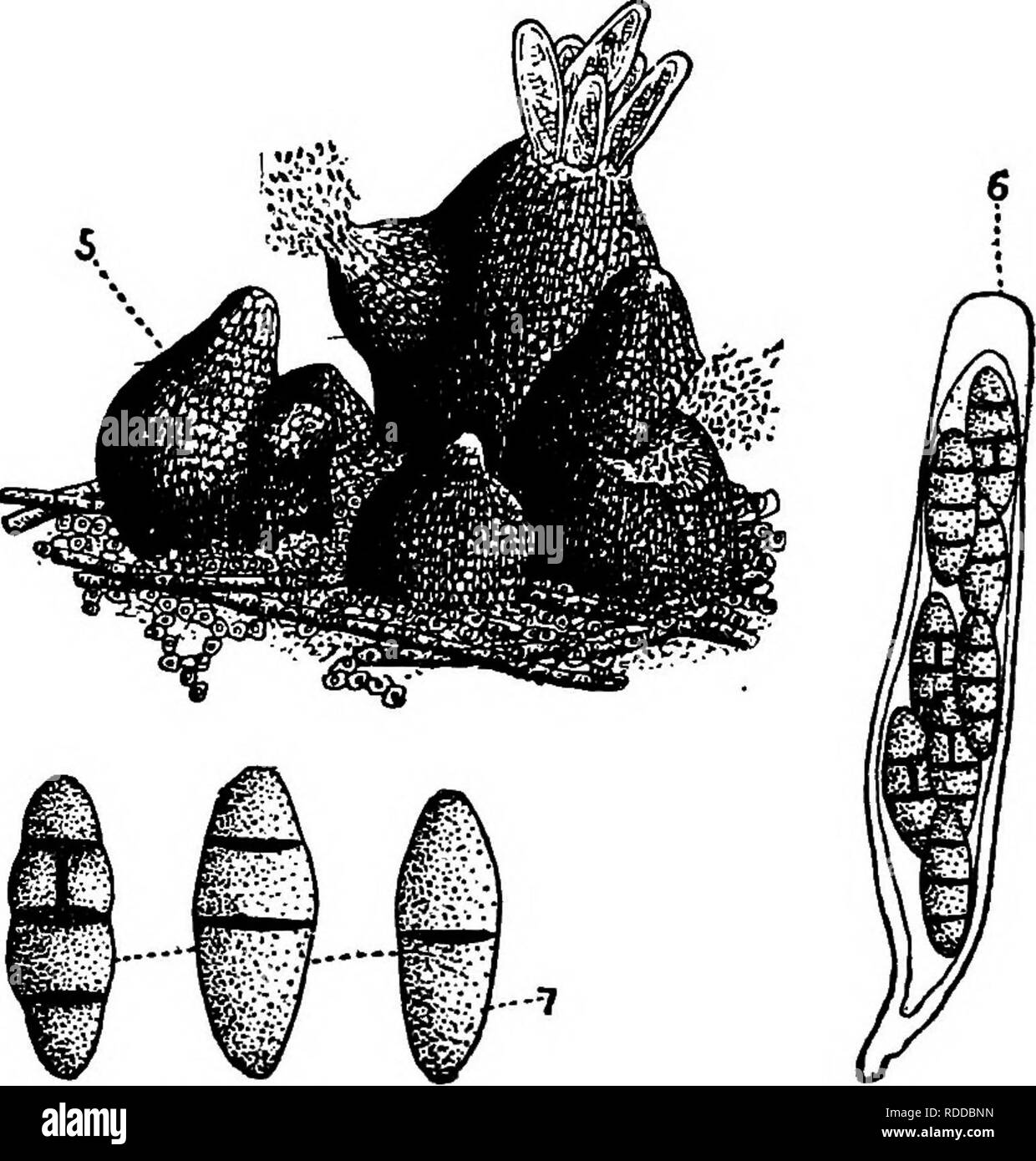 . The fungi which cause plant disease . Plant diseases; Fungi. 192 THE FUNGI WHICH CAUSE PLANT DISEASE minute cells as in the Erysiphacese; spores ovate, guttulate, hyaline, 10 X 8 /i; conidia of various kinds, formed from the bases of the perithecia, (a) multicellular macroconidia, (b) unicellular micro- conidia, (c) gemmse. A. brasiliense Noack is reported on grape ^&quot; in Brazil. Various species also occur on numerous woody and herbaceous plants which are infected with aphids or upon which their &quot;honey dew&quot; falls. Antennaria Link differs but little from Apiosporium. A. pithyoph Stock Photo