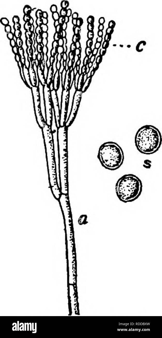 . The fungi which cause plant disease . Plant diseases; Fungi. A Fig. 120. — Asper- gillus, conidio- phore. After King.. Fig. 121. — Penicillium, showing a conidio- phore; a, producing chains of conidia, c; «, three spores more highly magnified. After Longyear. cause injury to fruit in the tropics; for example, A. ficuum, Reich, on figs; A. phoenicis Pat. &amp; Del. on dates. Penicillium Link '* (p. 167) The ascocarp is much as in the last genus, with the asci 4 to 8-spored. It may develop directly from the mycelium or with the intervention of a sclerotial stage. The characteristic conidiophor Stock Photo
