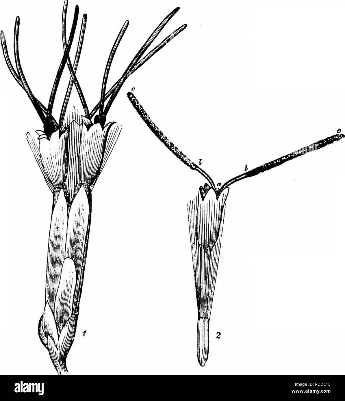 Dense insects Cut Out Stock Images & Pictures Alamy