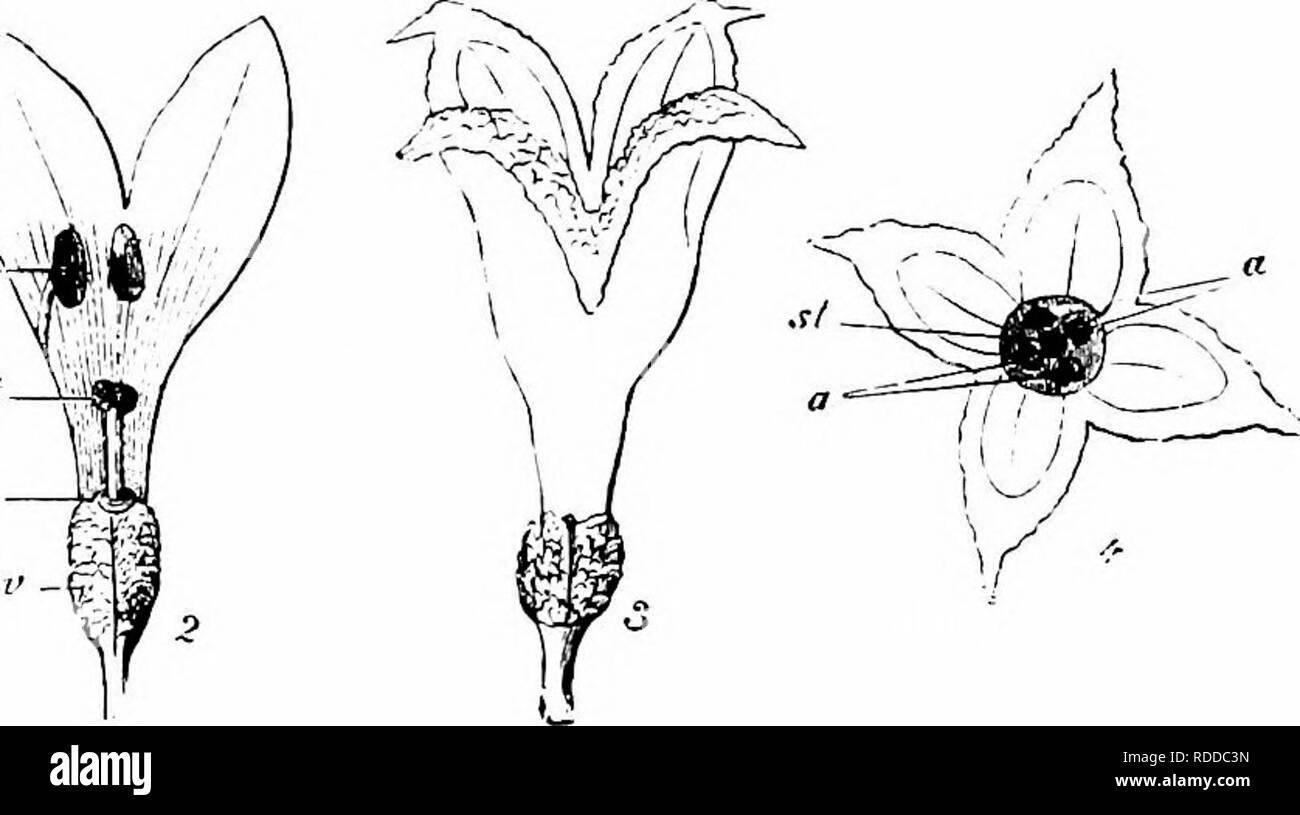 . Handbook of flower pollination : based upon Hermann Mu?ller's work 'The fertilisation of flowers by insects' . Fertilization of plants. Fig. I7g. Asperula cynanchica^ L. (after Herm. Muller). (i) Flower with pure white, smootli petals, seen from above (&gt;- 7). (2) Ditto, after removal of half the corolla; seen from the side. (,^) Flower with rough petals ornamented with red lines; seen from the side. (4) Ditto, seen from above, a, anther ; w, nectary; oz ovary; st, stipma. in colour, and Kerner says that they smell like vanilla. Hermann Muller describes them as homogamous. The abundant ne Stock Photo