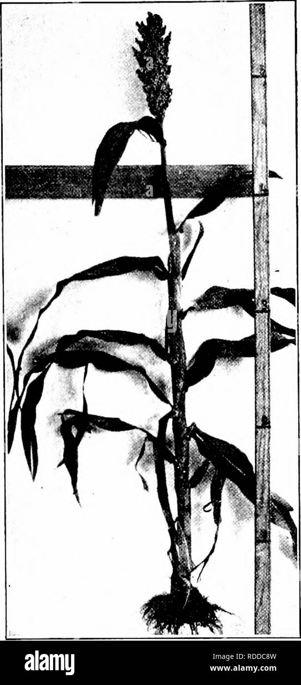 . The corn crops: a discussion of maize, kafirs, and sorghums as grown in the United States and Canada. Corn; Kafir corn; Sorghum. 310 CORN CROPS be a later introduction, having attracted attention about 1896. It had aU the good qualities of Red Kafir, and in addition the seed was not astringent. This variety probably furnishes nine- tenths of the kafir crop to-day, and Red Kafir the other tenth. 238. Durra. — The char- acteristics of this group are that the heads are mostly &quot; goosenecked &quot; and the seeds are large and flat. The extensive culture of non-saccharine sorghums in this cou Stock Photo