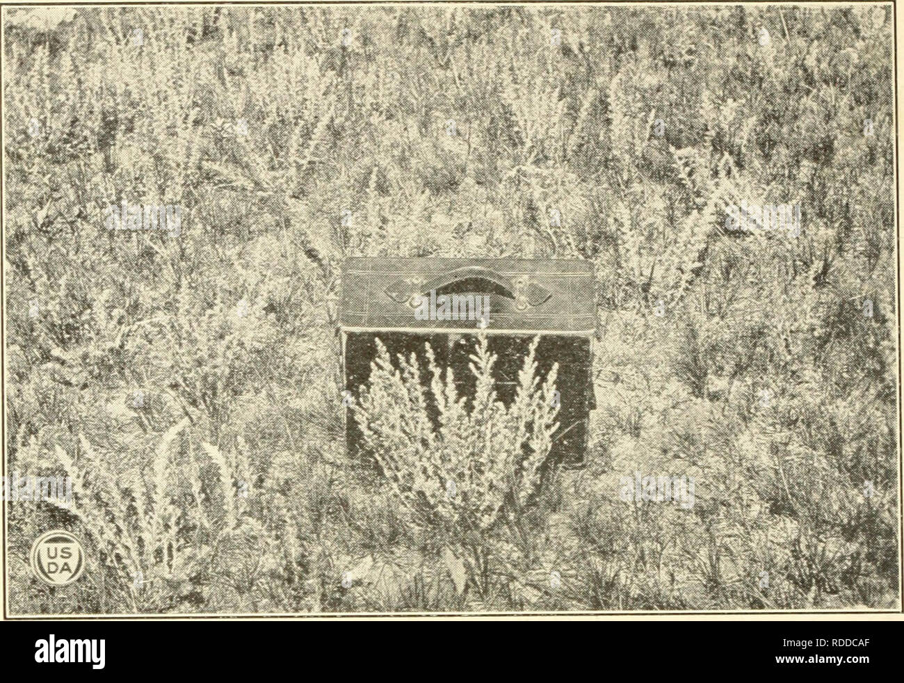 . Effects of different systems and intensities of grazing upon the native vegetation at the Northern Great Plains Field Station. Grazing; Forage plants; Agricultural systems. Bui. 1170, U. S. Dept. of Agriculture. Plate VI! I. Fig. I.—Close View of a Single Plant of Artemisia frigida in the 30-Acre Pasture. Tin plani was in inches tall and had 36 flower stalks. This aff&lt; rds an idea of the size a single planl may attain. June, L920.. Please note that these images are extracted from scanned page images that may have been digitally enhanced for readability - coloration and appearance of these Stock Photo