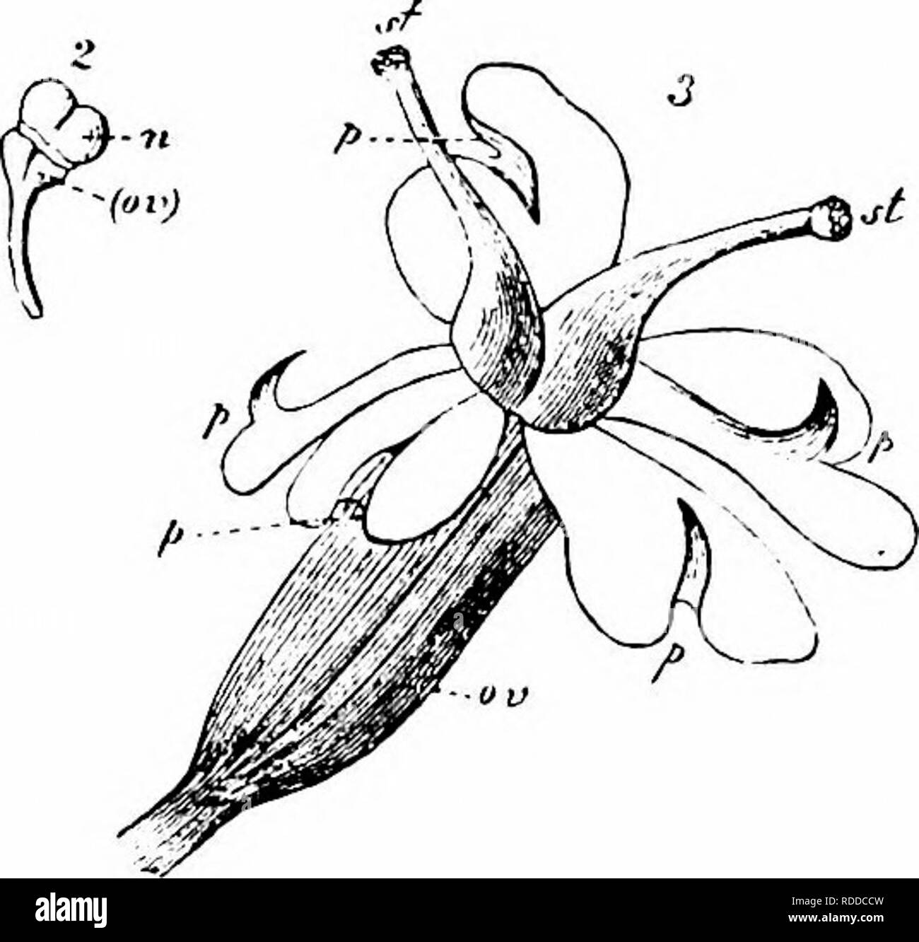. Handbook of flower pollination : based upon Hermann MuÌller's work 'The fertilisation of flowers by insects' . Fertilization of plants. 5i6 ANGIOSPERMAEâDICOTYLEDONES 378. Myrrhis L. 1199. M. odorata Scop. (Herm. Muller, ' Fertilisation,'p. 278, ' Weit. Beob.,' I, p. 311; Schulz, 'Beitrage,' II, p. 191.)âSchulz describes this species as andro- monecious, with protandrous hermaphrodite flowers. Herm. Miiller says that the last flowers which appear are purely male, their small petals falling oflf without ovary, styles, or stigmas having developed. These flowers consequently provide pollen for  Stock Photo
