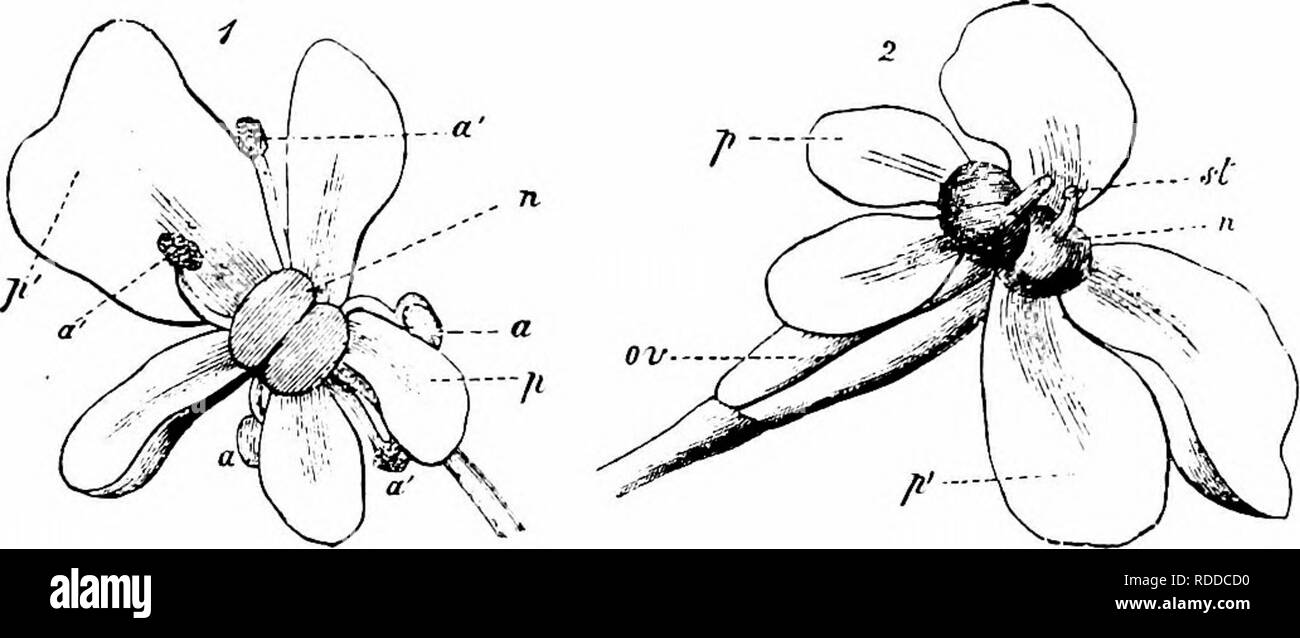 . Handbook of flower pollination : based upon Hermann Mu?ller's work 'The fertilisation of flowers by insects' . Fertilization of plants. UMBELLIFERAE 509 374. Scandix L. 1187. S. Pecten-Veneris L. (Schulz, 'Beitrage,' II, pp. 91, 94, 191 ; Kirchner, 'Flora v. Stuttgart,' p. 394; MacLeod, Bot. Jaarb. Dodonaea, Ghent, vi, 1894, pp. 280-2; Kerner, 'Nat. Hist. PL, Eng. Ed. i, II, p. 342; Knuth, ' Bloemenbiol. Bijdragen.')—According to Schulz, Kirchner, and MacLeod, the small white flowers of this species are distributed andromonoeciously, and the hermaphrodite ones are homogamous or slightly prot Stock Photo