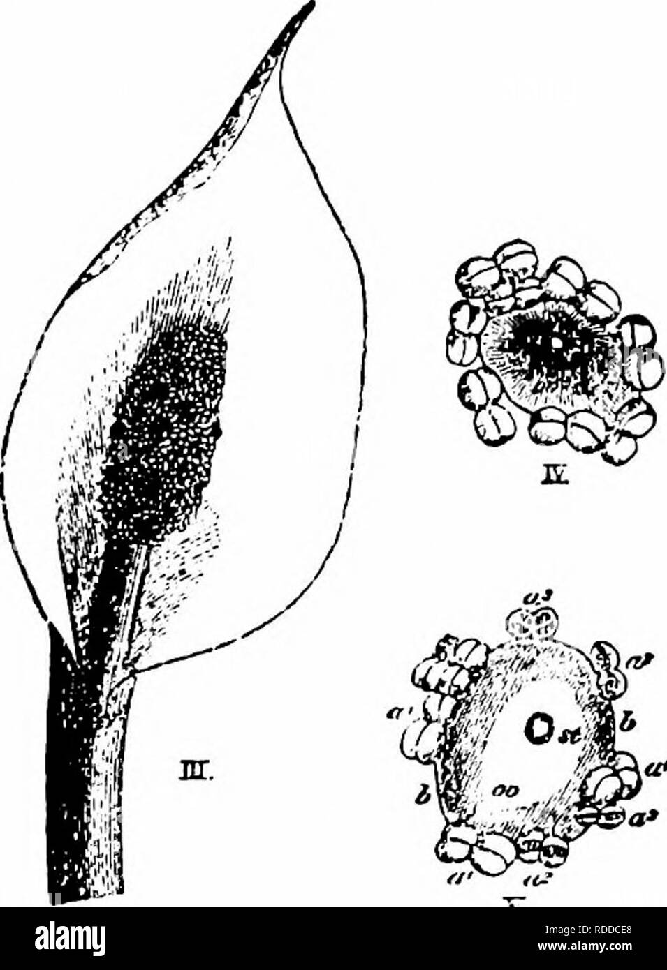 . Handbook of flower pollination : based upon Hermann Mu?ller's work 'The fertilisation of flowers by insects' . Fertilization of plants. AROIDEAE 497 952. Biarum Schot., and 953. Cryptocoryne Fisch. The flower mechanisms of species belonging to these genera resemble that of Nos. 2930 and 2931. 954. Calla L. Protogynous, hermaphrodite fiowers, closely crowded on a fleshy spadix, with a shallow spathe. 2932. C. palustris L. (Herm. Muller,' Weit. Beob.,' I, pp. 283-4; Warming, ' Smaa bid. o. morfol. Bidrag'; Engler u. Prantl, ' Araceae,' in ' D. nat. Pflanzenfam.,' II, 4; Knuth, Bot. Centralbl., Stock Photo