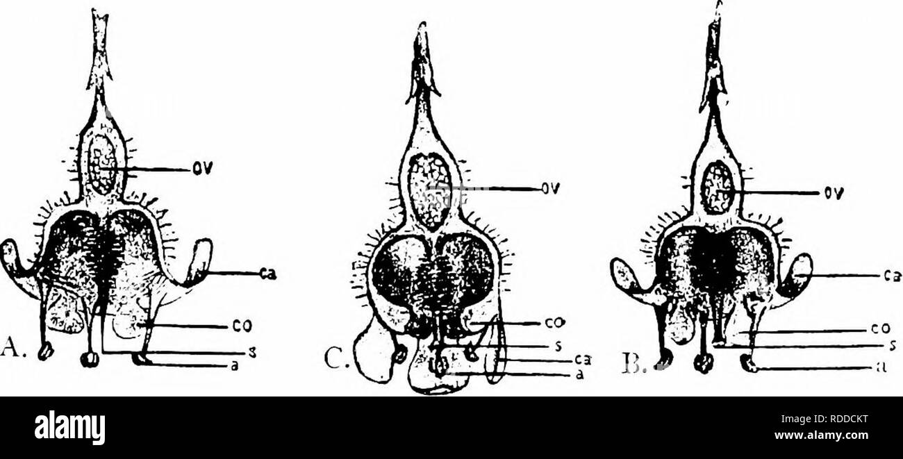 . Handbook of flower pollination : based upon Hermann Mu?ller's work 'The fertilisation of flowers by insects' . Fertilization of plants. Fig. 138. Ri/&gt;es pclraeum, WulJ. (after Herm. Muller), A. Flower from above (&gt;. 7'. B. The same in longituiiiiial section. a, anther; «, nectary ; ov, ovary ; /•, petal; j, sepal; j/, stigma.. Fig. 139. Ribes Grossularia, L. (from iiaturet. A. Mower in the first{male) slage : the anthers hae &lt;iehisced, the stigma is still immature. H. Flower in the second (hermaphrodite) stage ; the stigma is now mature. C Flower after fertilization : the sep.ik ha Stock Photo