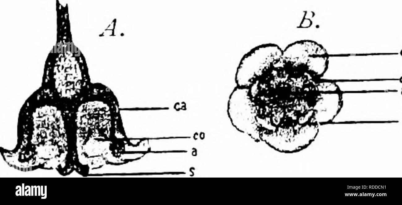 . Handbook of flower pollination : based upon Hermann MuÌller's work 'The fertilisation of flowers by insects' . Fertilization of plants. 4i8 A NGIOSPERMAEâDICOTYLEDONES Fig. 136. Rihes nigrum^ L. (after Herm. Muller). Flower seen from the side, a, anther; oz ovary; /, petal; j, sepal ; St, stigma. describes them as homogamous. The tips of the sepals are of a reddish colour, and the small petals are whitish. The latter incline together above, bringing the introrse anthers so close to the stigma that an insect probing for the nectar secreted in the base of the flower must touch one or two of t Stock Photo