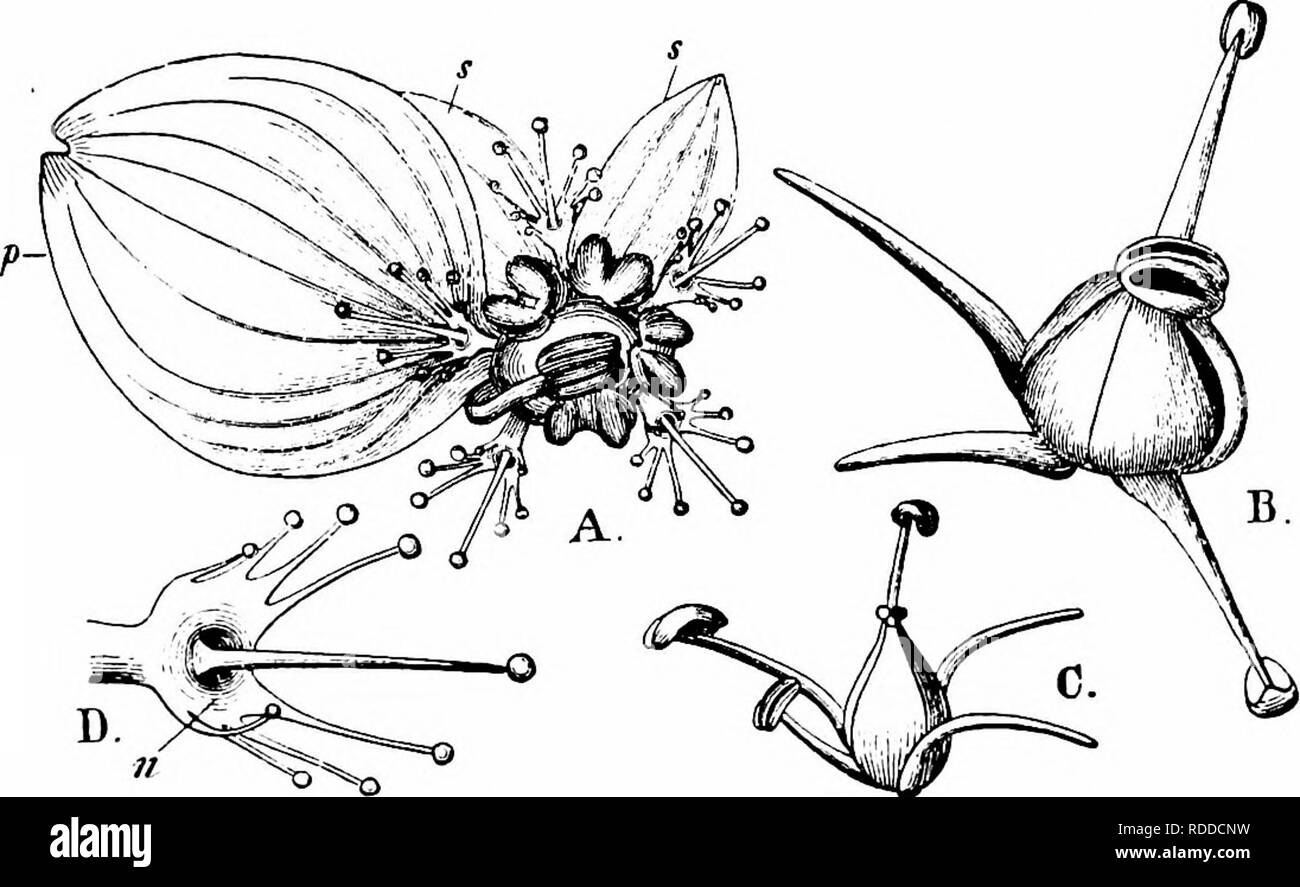 . Handbook of flower pollination : based upon Hermann Mu?ller's work 'The fertilisation of flowers by insects' . Fertilization of plants. SAXIFRAGEAE 413 981. P.palustris L. (Sprengel,'Entd.Geh.,' pp. 166-73; C.W.Ritter.in Hoppe's 'Bot. Taschenbuch,' Regensburg, 1803, Nachschrift, p. 181; Delpino, ' Ult. Oss.,' p. 168 ; Henn. Miiller, ' Fertilisation,' pp. 247-8,' Alpenblumen,' pp. 11 i-i 3 ; Kerner, 'Nat. Hist. PI.,' Eng. Ed. i, II, pp. 209, 213, 249, 251, 307 ; Verhoeff, 'B!. u. Insekt. d. Ins. Norderney'; Knuth, 'Bl. u. Insekt. a. d. nordfr. Ins.,' pp. 34-5, 150, ' Bluten- biol. Notizen.')— Stock Photo
