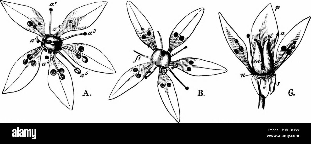 . Handbook of flower pollination : based upon Hermann Mu?ller's work 'The fertilisation of flowers by insects' . Fertilization of plants. SAXIFRAGEAE 401 Visitors.—Herm. Miiller observed almost exclusively flies (2 Empids, 7 Muscids, 5 Syrphids); also an Ichneumonid. Schiner mentions the Syrphid Sphegina clunipes Fall, as a common visitor. 947. S. stellaris L. (Herm. IMiiller, 'Fertilisation,' p. 244, 'Alpenblumen,' pp. 90-2.)—The flowers of this species are stellate, with half-concealed nectar. Stamens and carpels mature in the same order as in S. rotundifolia, but the times of ripening of th Stock Photo