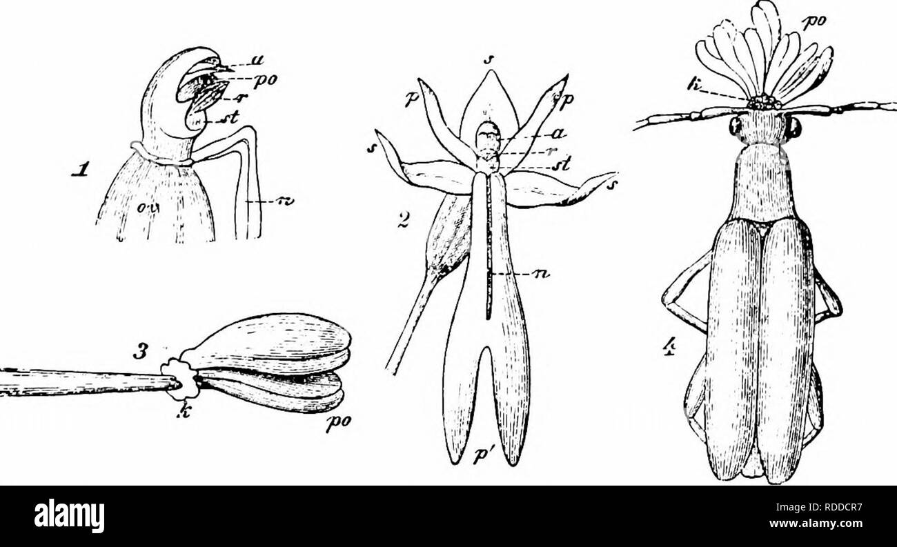 . Handbook of flower pollination : based upon Hermann Mu?ller's work ...