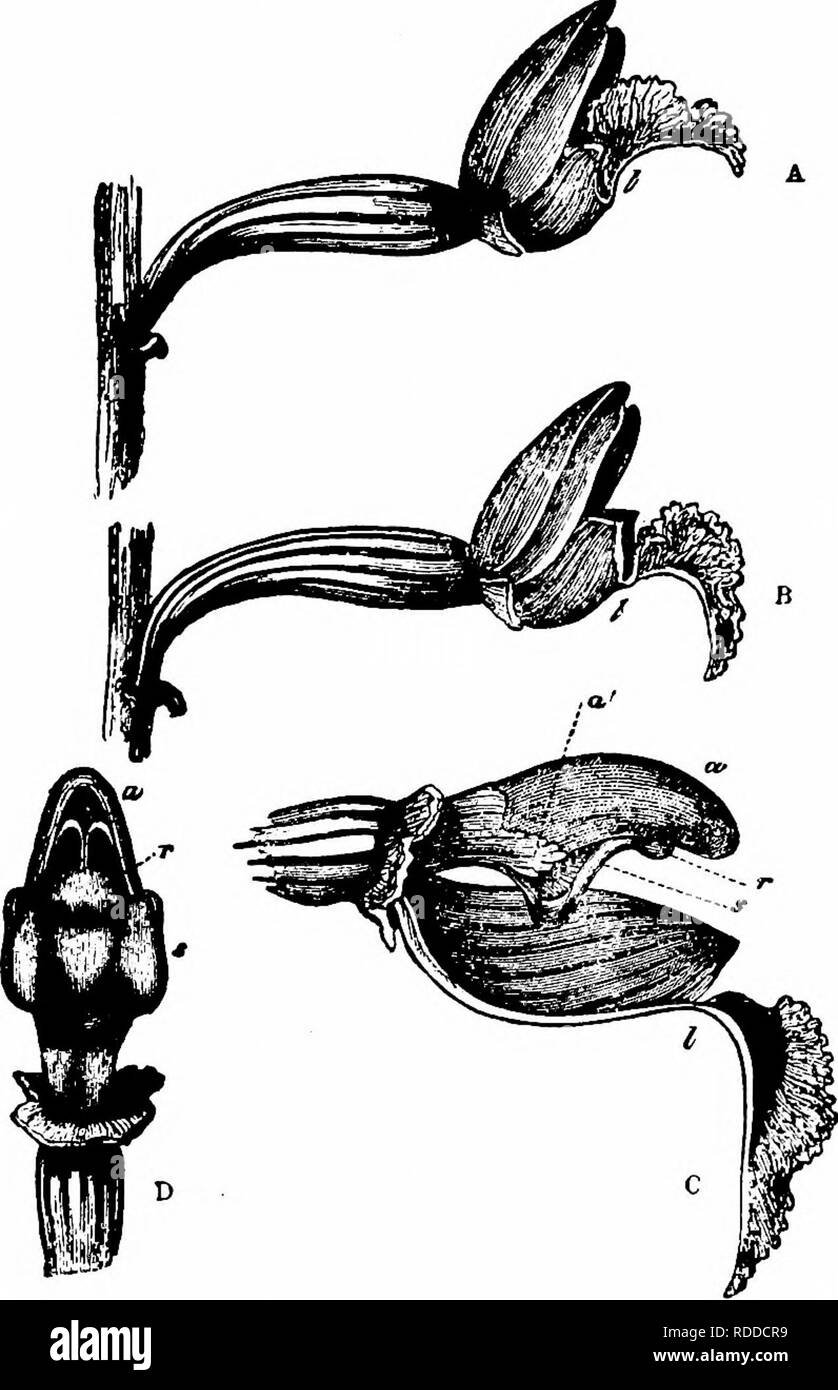 . Handbook of flower pollination : based upon Hermann Mu?ller's work 'The fertilisation of flowers by insects' . Fertilization of plants. ORCHIDEAE 41 ] 2635, C. rubra Rich. (Kirchner, ' Neue Beob.,' p. 12, ' Beitrage,' p. 12, ' Flora V. Stuttgart.')—The mechanism of the beautiful purple-red, rarely white flowers of this species agrees essentially with that of C. pallens. The anterior expanded part of the labellum, serving as a platform for insects, is however longer than in that species. The reddish poUinia are situated on the posterior margin of the stigma, and free themselves from the locul Stock Photo