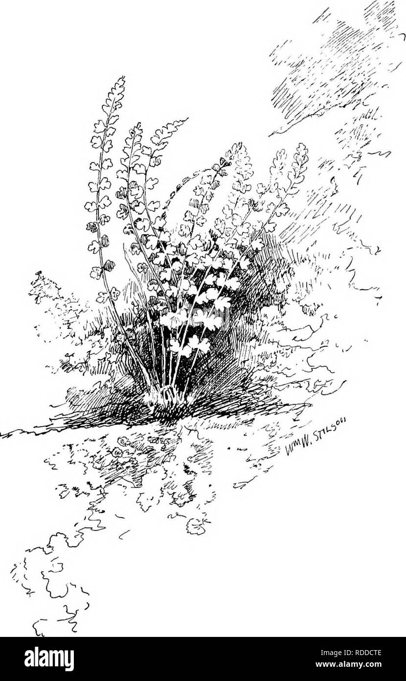 . Our ferns in their haunts; a guide to all the native species. Ferns. SMOOTH WOODSIA. Wooihia g-hibella.. Please note that these images are extracted from scanned page images that may have been digitally enhanced for readability - coloration and appearance of these illustrations may not perfectly resemble the original work.. Clute, Willard Nelson, b. 1869. New York, F. A. Stokes Co Stock Photo