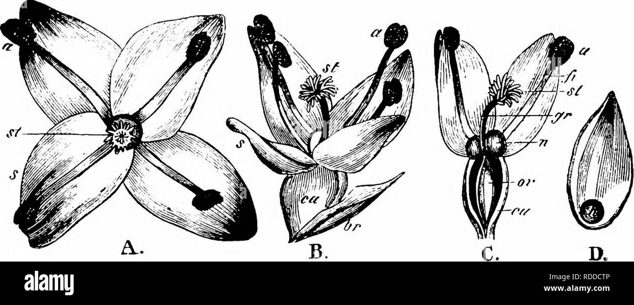 . Handbook of flower pollination : based upon Hermann Mu?ller's work 'The fertilisation of flowers by insects' . Fertilization of plants. 378 ANGIOSPERMAE—DICOTYLEDONES to Warnstorf (Schr. natw. Ver., Wernigerode, xi, 1896), only the uppermost flowers of the capitula are female, as a rule, and are in a minority; the other flowers are male, often with an isolated hermaphrodite flower here and there between them. The anthers are yellow, and pendulous on long reddish filaments. The hermaphro- dite flowers possess but few stamens. The pollen-grains are of a dirty yellowish- white colour, rounded-p Stock Photo