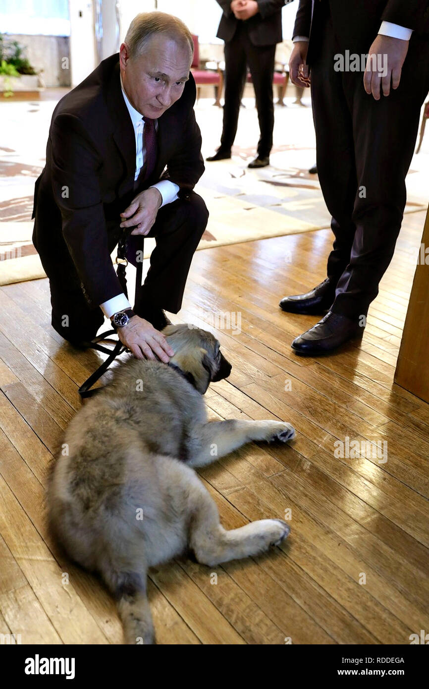 Russian president vladimir putin puppy hi-res stock photography and images - Alamy Russian president vladimir putin puppy hi-res stock photography and images - Alamy
