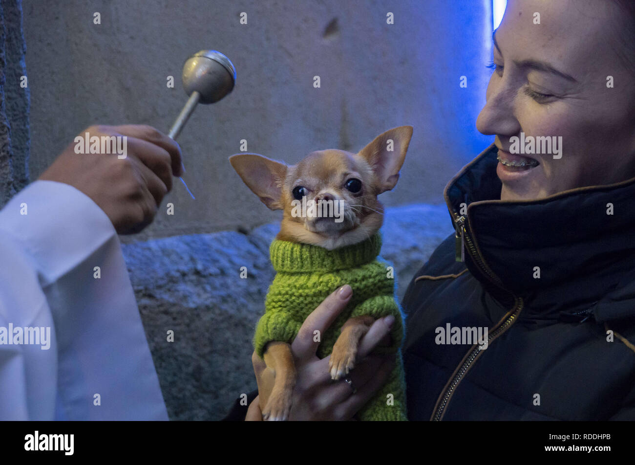 January 17, 2019 Madrid, Madrid, Spain A dog with his owner is seen