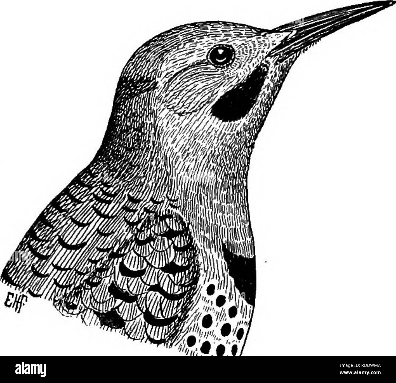 Birds Flying Away Black And White Stock Photos Images Alamy