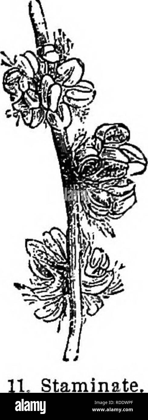 . The elements of forestry : designed to afford information concerning the planting and care of forest trees for ornament or profit and giving suggestions upon the creation and care of woodlands with the view of securing the greatest benefit for the longest time, particularly adapted to the wants and conditions of the United States. Forests and forestry. The Flower and its Parts: Process of Fertilization. 29. Staminate. Flowers of the Oak enlarged. of the blossom is secured whenever the pollen, at maturity, is con- veyed to the stigma of the pistil. 117. The blossoms of trees are often unsymme Stock Photo