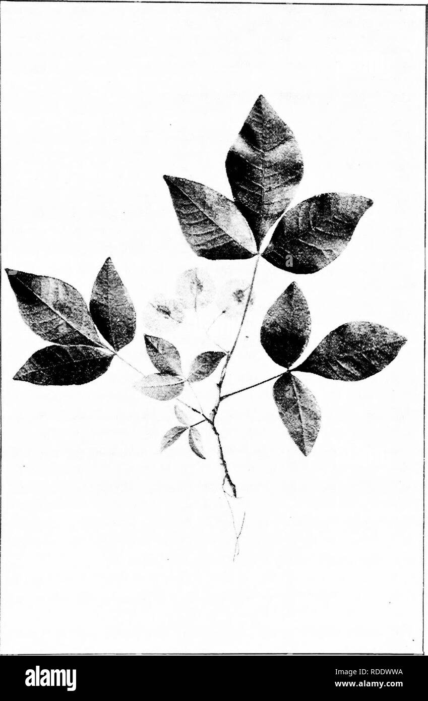 . Our native trees and how to identify them : a popular study of their habits and their peculiarities . Trees. WAFER ASH. Fruiting Spray of Wafer Ash, Ptelea trifoHata. Leaflets 3' to 5' long, 2' to 3' broad.. Please note that these images are extracted from scanned page images that may have been digitally enhanced for readability - coloration and appearance of these illustrations may not perfectly resemble the original work.. Keeler, Harriet L. (Harriet Louise), 1846-1921. New York : C. Scribner's Sons Stock Photo