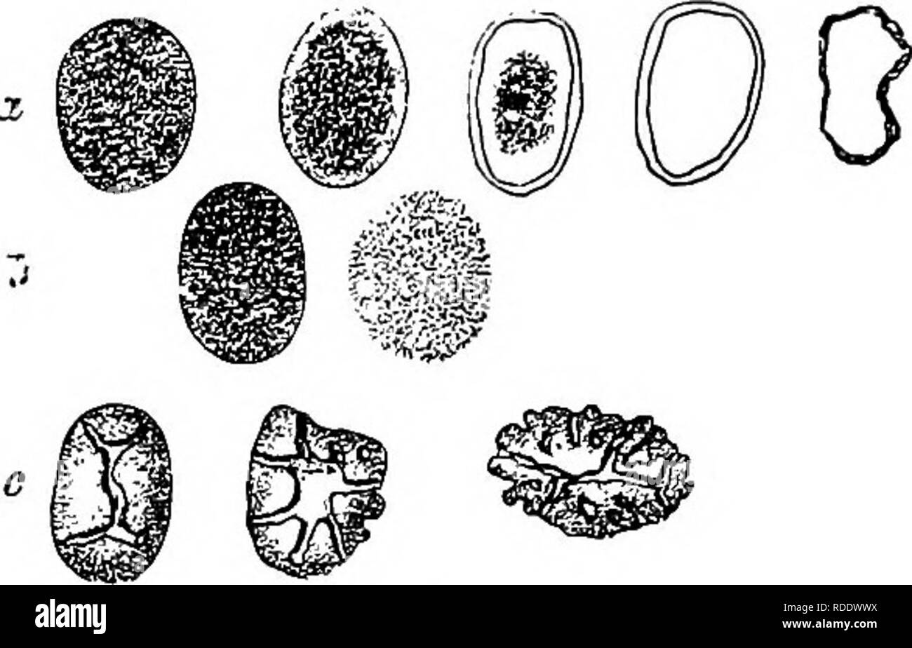 . Diseases of plants induced by cryptogamic parasites : introduction to the study of pathogenic Fungi, slime-Fungi, bacteria, &amp; Algae . Plant diseases; Parasitic plants; Fungi. EFFECT OF PARASITIC FUNGI ON CELL-CONTENTS. 35. cellulose and a granulose part, Hartig describes the process thus {Fig. 11). The mycelium of species like Polyporus igniarius gives oft' some ferment which dissolves the starch-grains, by cor- roding them from the outside inwards, so as to form holes and canals similar to those in starch-grains in process of dissolution in the cells of a sprouting potato. In others, e. Stock Photo