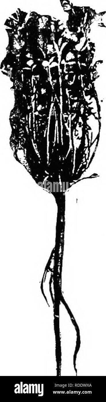Fibrous root system in ground hi-res stock photography and images - Alamy