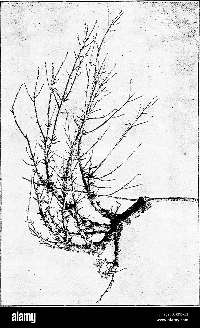 . Diseases of plants induced by cryptogamic parasites : introduction to the study of pathogenic Fungi, slime-Fungi, bacteria, &amp; Algae . Plant diseases; Parasitic plants; Fungi. EFFECT OF PARASITIC FUNGI ON THEIR HOST. 19. Fig. 3.—Exoclscus cerasi. Witches' broom of cherry. The supporting branch is dead from its apex backwards to the seat of aninfected lateral bud, which has developed into a witches' broom. On the tree the supporting branch pointed slightly more downwards than is shewn, i natural size. (v. Tubeuf phot.). Please note that these images are extracted from scanned page images t Stock Photo