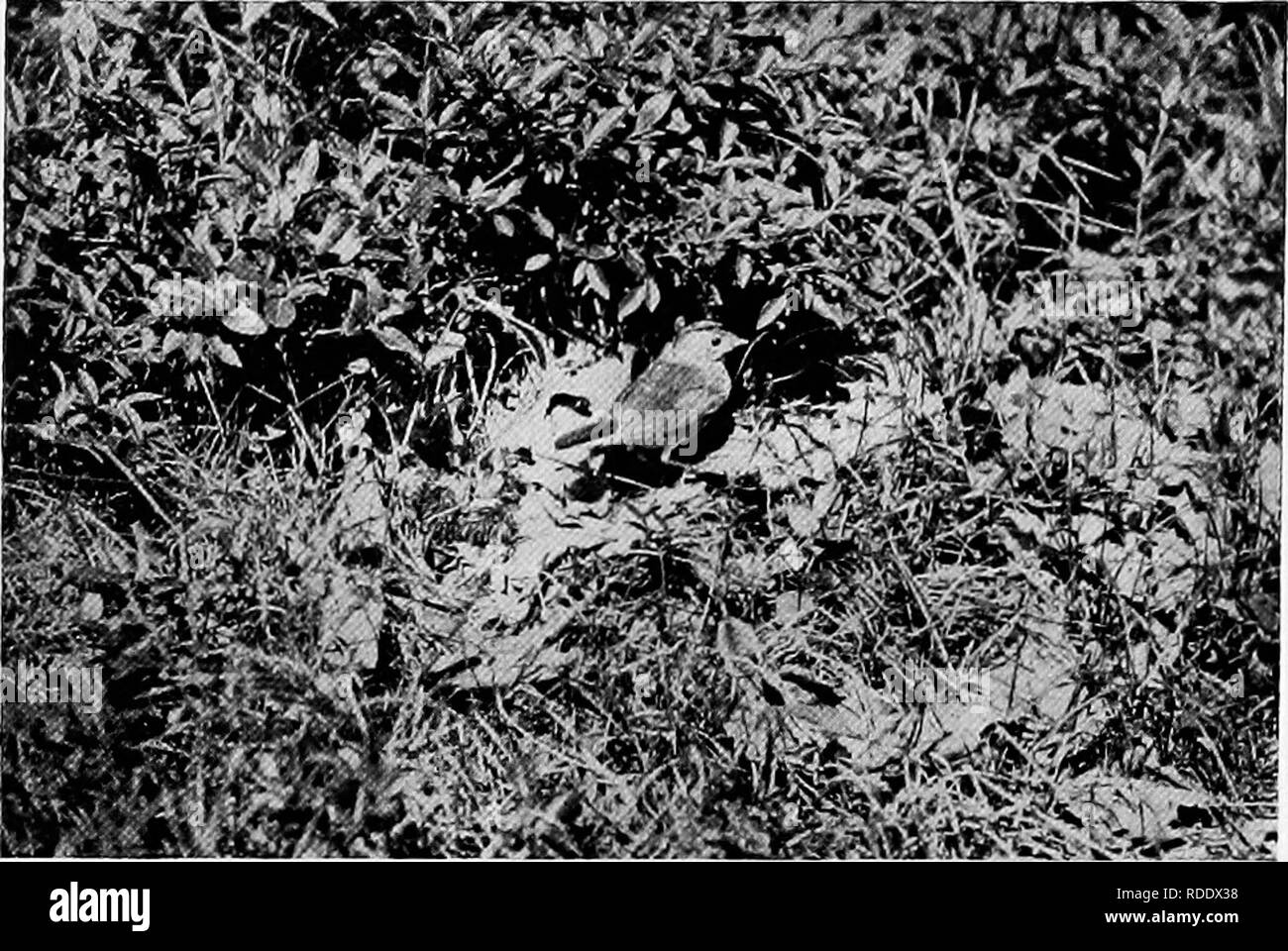 . Camera studies of wild birds in their homes . Birds; Photography of birds. 219 only sign of where the nest had been. Whether its disap- pearance was due to a two or a four-footed animal could not be surmised as red squirrels were abundant in the woods and people were constantly crossing. The finding of another nest, a few da^^s later, yielded one more picture of an Ovenbird just entering her &quot;oven&quot;.. Fig. 1S7. OVEXBIRD ENTERING NEST. This nest too was destroyed, presumably b}- chipmunks, be- fore the eggs had hatched. Yellow W,rbler. The Yellow Warbler or &quot;Summer Yellowbird&q Stock Photo