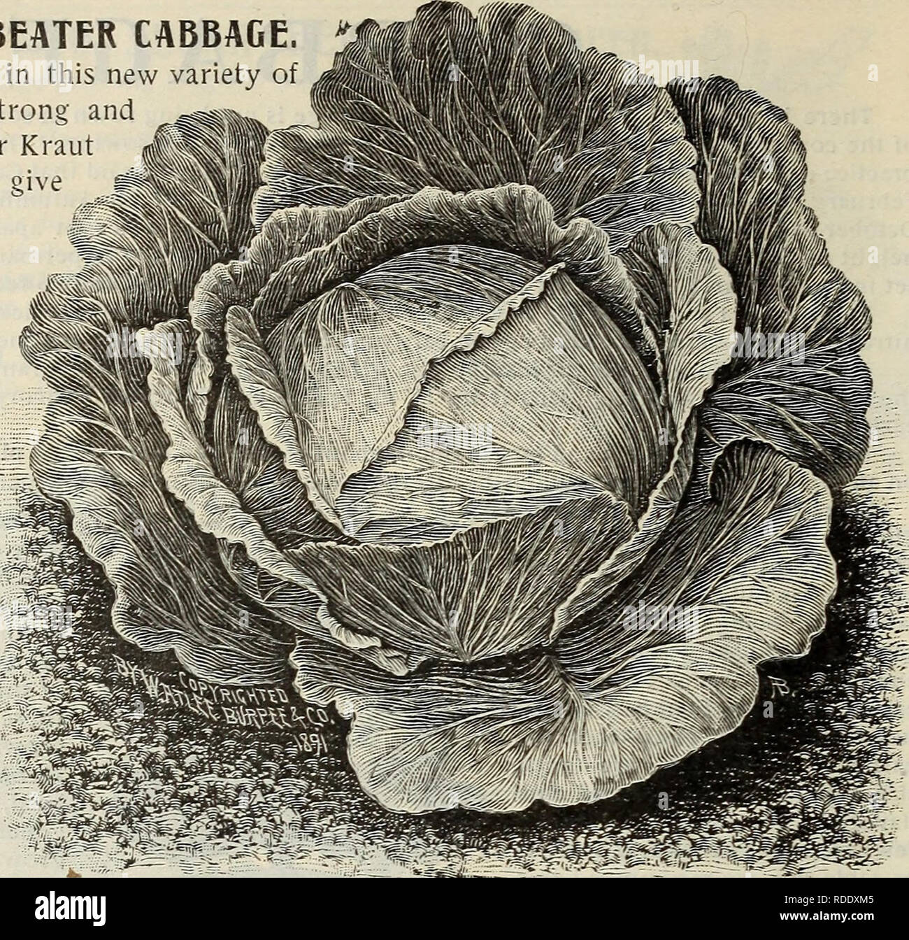 . E. H. Hunt : seedsman. Nurseries (Horticulture) Illinois Chicago Catalogs; Bulbs (Plants) Catalogs; Flowers Catalogs; Vegetables Seeds Catalogs; Plants, Ornamental Catalogs. 14 E. H. HUNT, SEEDSMAN, CHICAGO, ILLINOIS. BURPEE'S WORLD BEATER CABBAGE. The claims for excellence in this new variety of Cabbage are many and strong and those desiring great size for Kraut purposes will do well to give this variety a trial. The introducer says: &quot;The World Beater&quot; is fully as large as the Marblehead Mammoth, that it is uni- formly true to type and sure to head, &quot;solid as a rock.&quot; Th Stock Photo