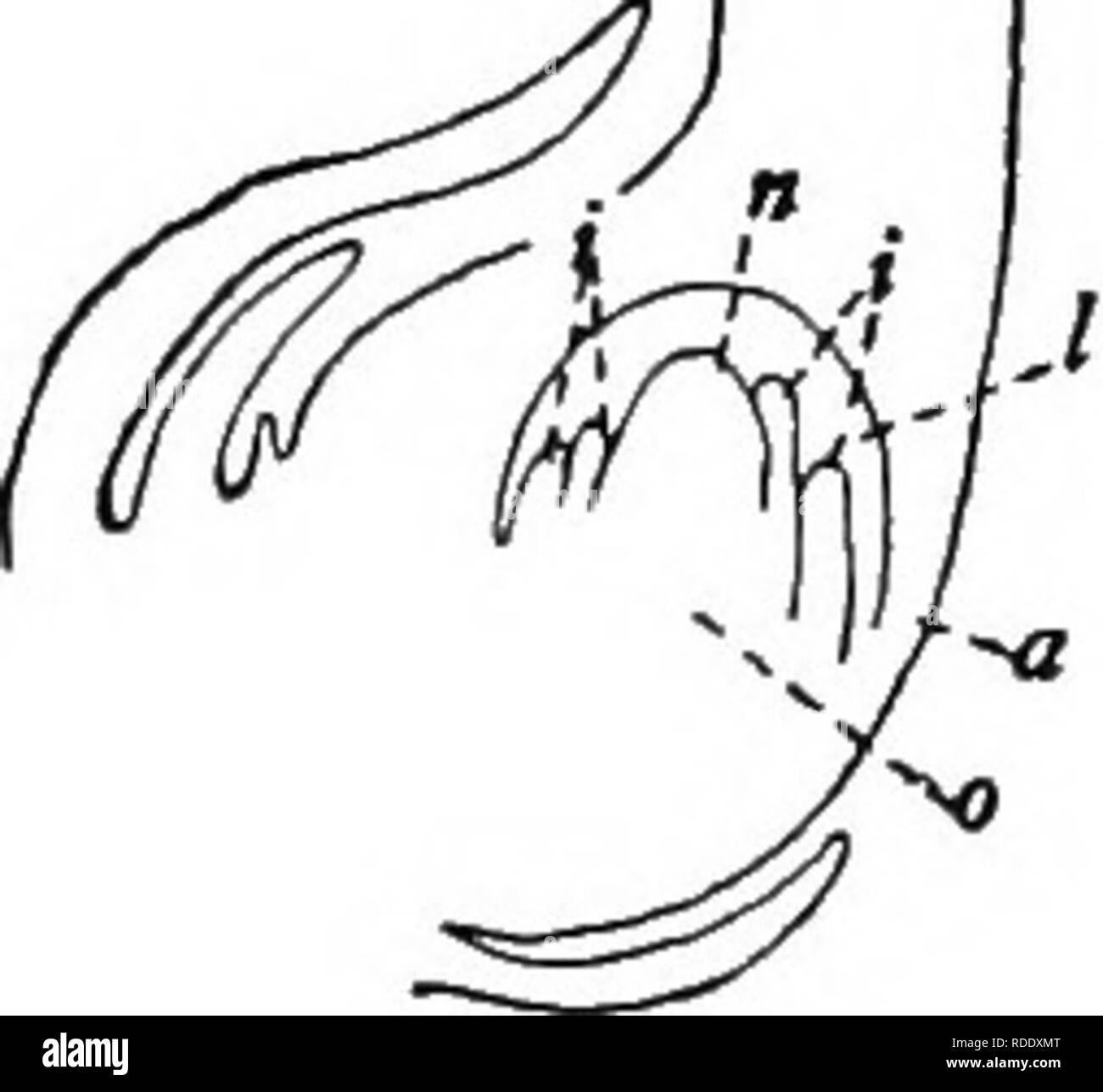 . Botany for agricultural students . Botany. 36 PISTILS AND STAMENS Peas, the ovary has one locule enclosing a number of ovules. In A of Figure 39, showing a lengthwise section through the flower of the Pea, one side of the ovary wall is removed to show the locule with its ovules. In this particular flower of the Pea, there are six ovules, but other flowers might have more or fewer. In B of Figure 39 is shown the ovary after it becomes a mature pod. The pod is opened to show the seeds. Each seed is a developed ovule and the pod enclos- ing the seeds is the ovary wall much enlarged. Notice how  Stock Photo