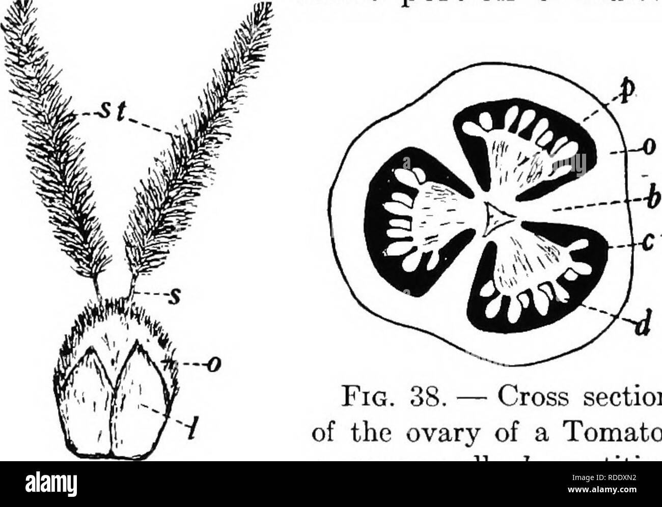 . Botany for agricultural students . Botany. Fig. 36. — Pistillate flower of Corn, drawn to show the parts of the pistil. A portion of the bracts have been cut away to give a view of the ovary. 0, ovary, the portion that becomes the ker- nel; s, style; si, stigma. Much enlarged.. Fig. 37. — Pistil of Wheat and the two lodicules. o, ovary; st, stigmas; s, styles; I, lodicules. Much en- larged. Fig. 38. — Cross section of the ovary of a Tomato. 0, ovary wall; 6, partition walls of the ovary; c, locules or cavities in the ovary; d, ovules; p, placentas or parts of the ovary to which the ovules ar Stock Photo