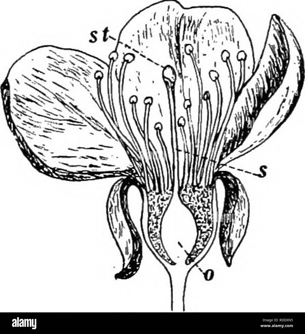 . Botany for agricultural students . Botany. CHAPTER IV PISTILS AND