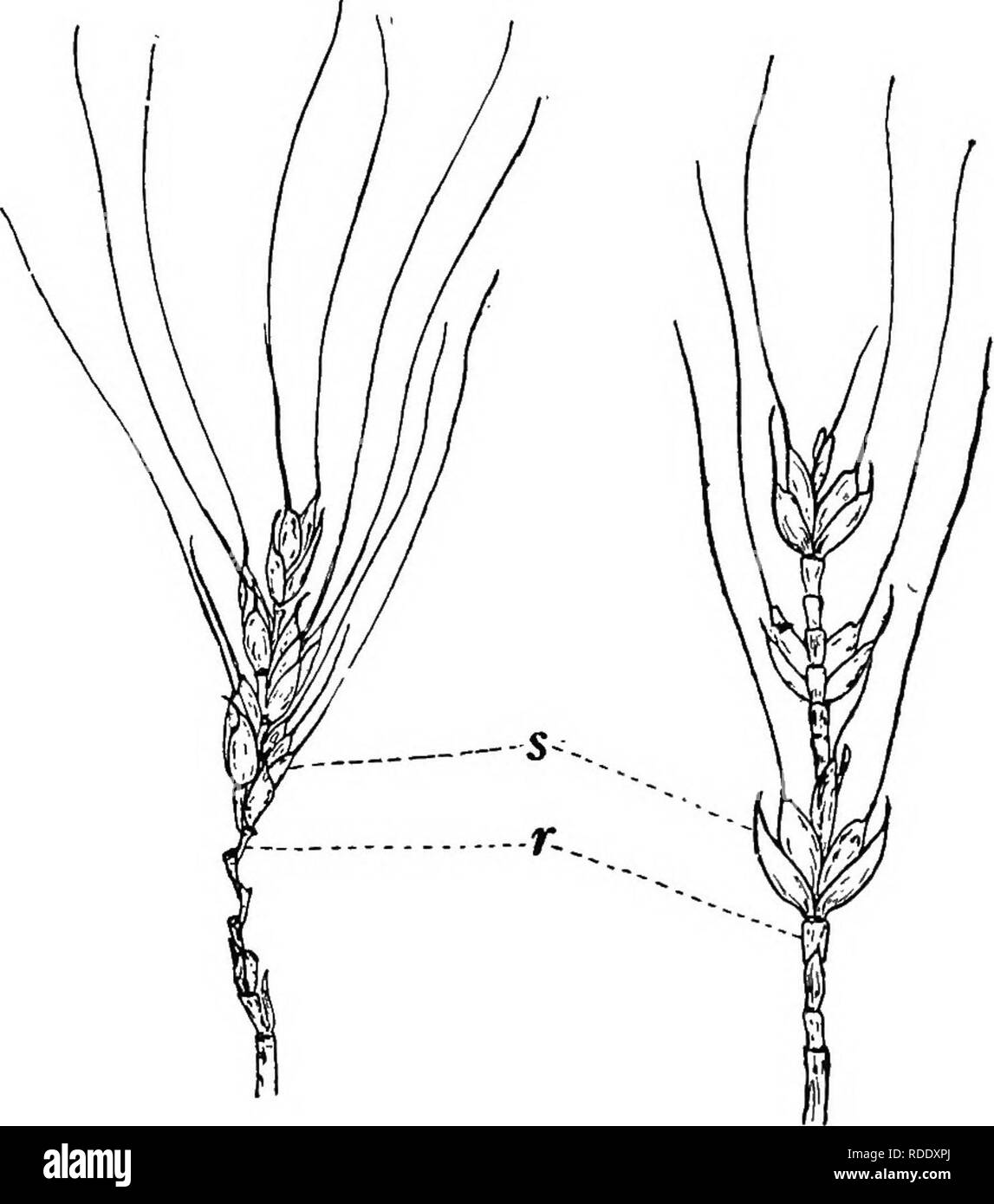 . Botany for agricultural students . Botany. Fig. 18. — Spikelet of the Oat head, with the bracts spread apart to show the flowers. There are three flowers, only (1) and (S) of which develop and produce kernels, e, glumes or empty glumes; /, lemma or flowering glume; pa, palea; s, stamens; p, pistil; r, rachilla. The parts of flowers (S) and (S) are not indicated. Many times enlarged.. Fig. 19. — Two views of a head of Wheat with some spikelets removed to show the zig-zag rachis. An edge view of the spikelets is shown at the left and a side view at the right, r, ra,chis; s, spikelets.. Please  Stock Photo