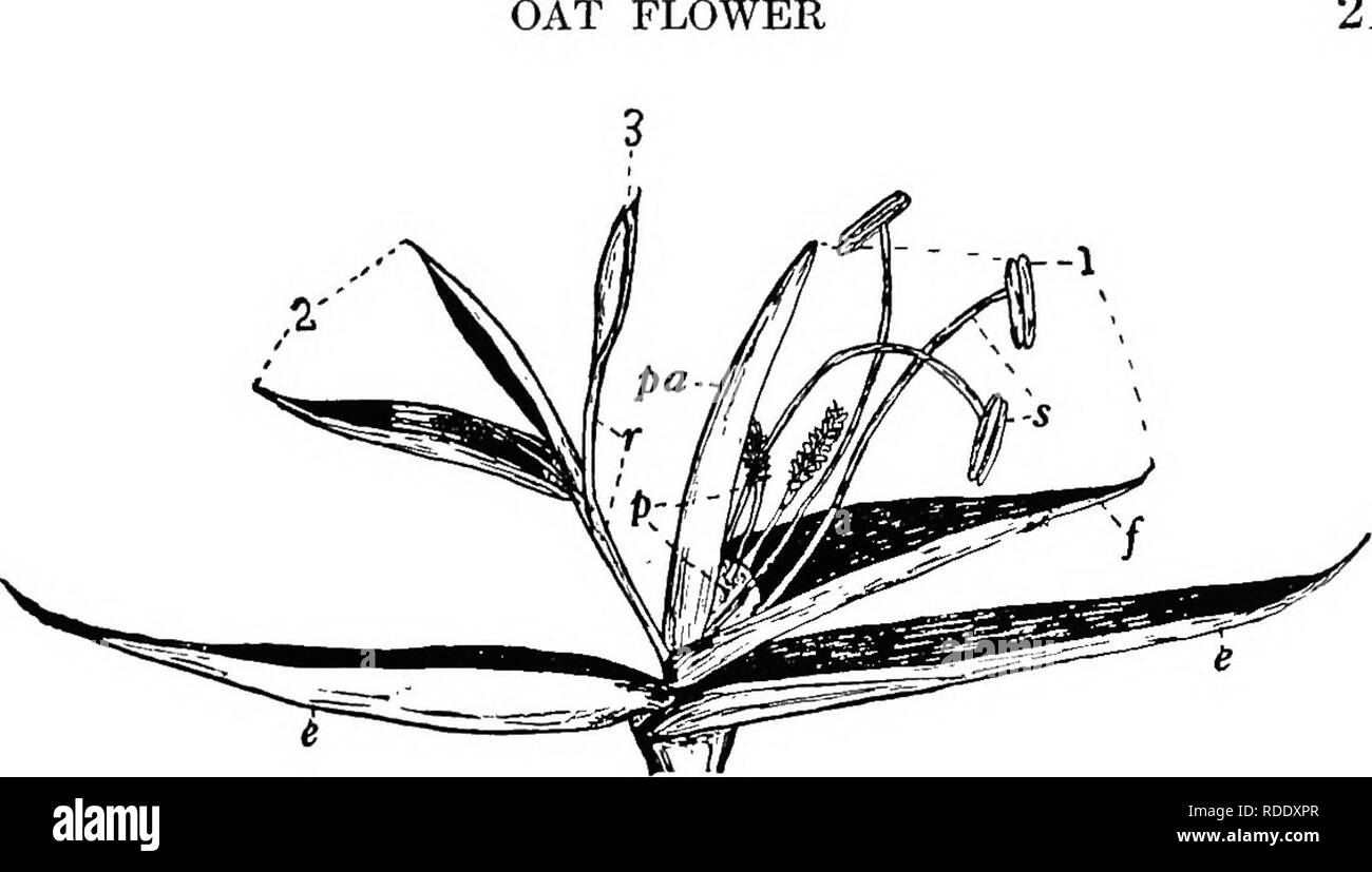 . Botany for agricultural students . Botany. 21. Fig. 18. — Spikelet of the Oat head, with the bracts spread apart to show the flowers. There are three flowers, only (1) and (S) of which develop and produce kernels, e, glumes or empty glumes; /, lemma or flowering glume; pa, palea; s, stamens; p, pistil; r, rachilla. The parts of flowers (S) and (S) are not indicated. Many times enlarged.. Please note that these images are extracted from scanned page images that may have been digitally enhanced for readability - coloration and appearance of these illustrations may not perfectly resemble the or Stock Photo