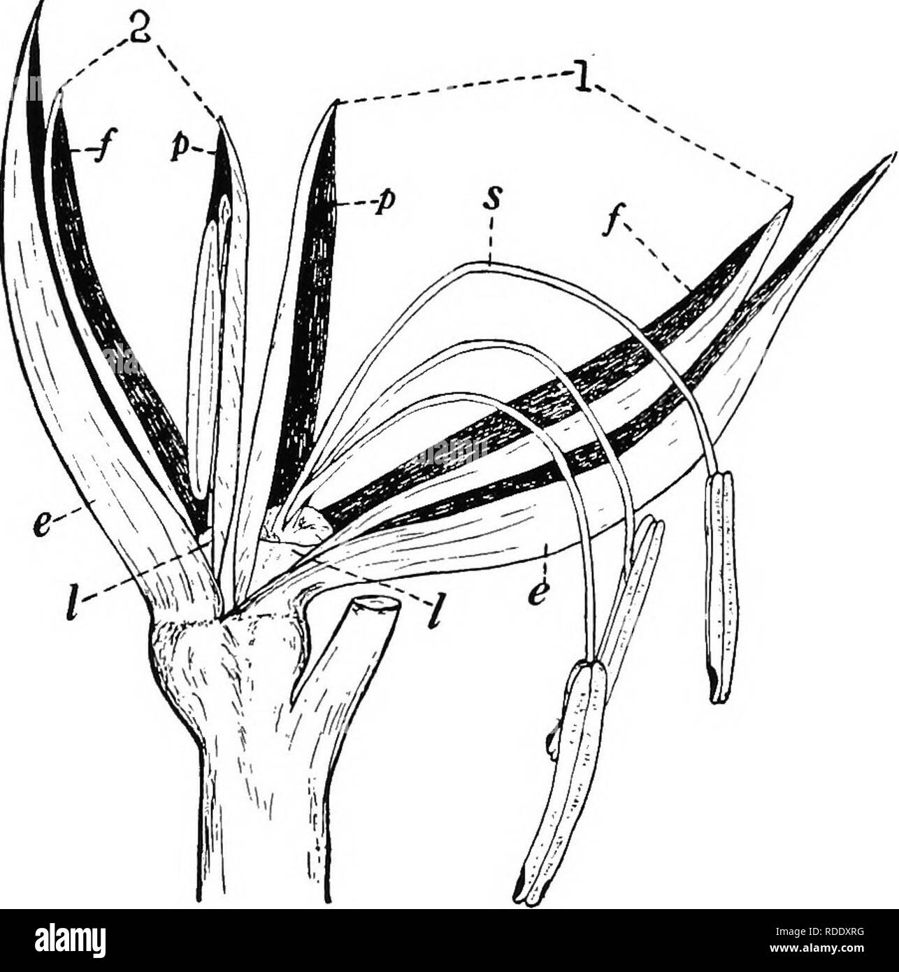 . Botany for agricultural students . Botany. 18 FLOWERS Other names are often applied to the glume and lemma. In courses in Agriculture, the glume is often called outer or empty glume and the lemma, the flowering glume. The pistillate flowers are arranged on a cob and enclosed by husks, so that only the outer ends or silks of the pistils are. Fig. 14. — A spikelet from the Corn tassel two staminate flowers The flowers are numbered (1) and (S), No. 1 being more mature /, lemma; p, palea; s, stamens; I, lodicules. Much enlarged to show the e, glumes; exposed. When the husks are removed, the flow Stock Photo