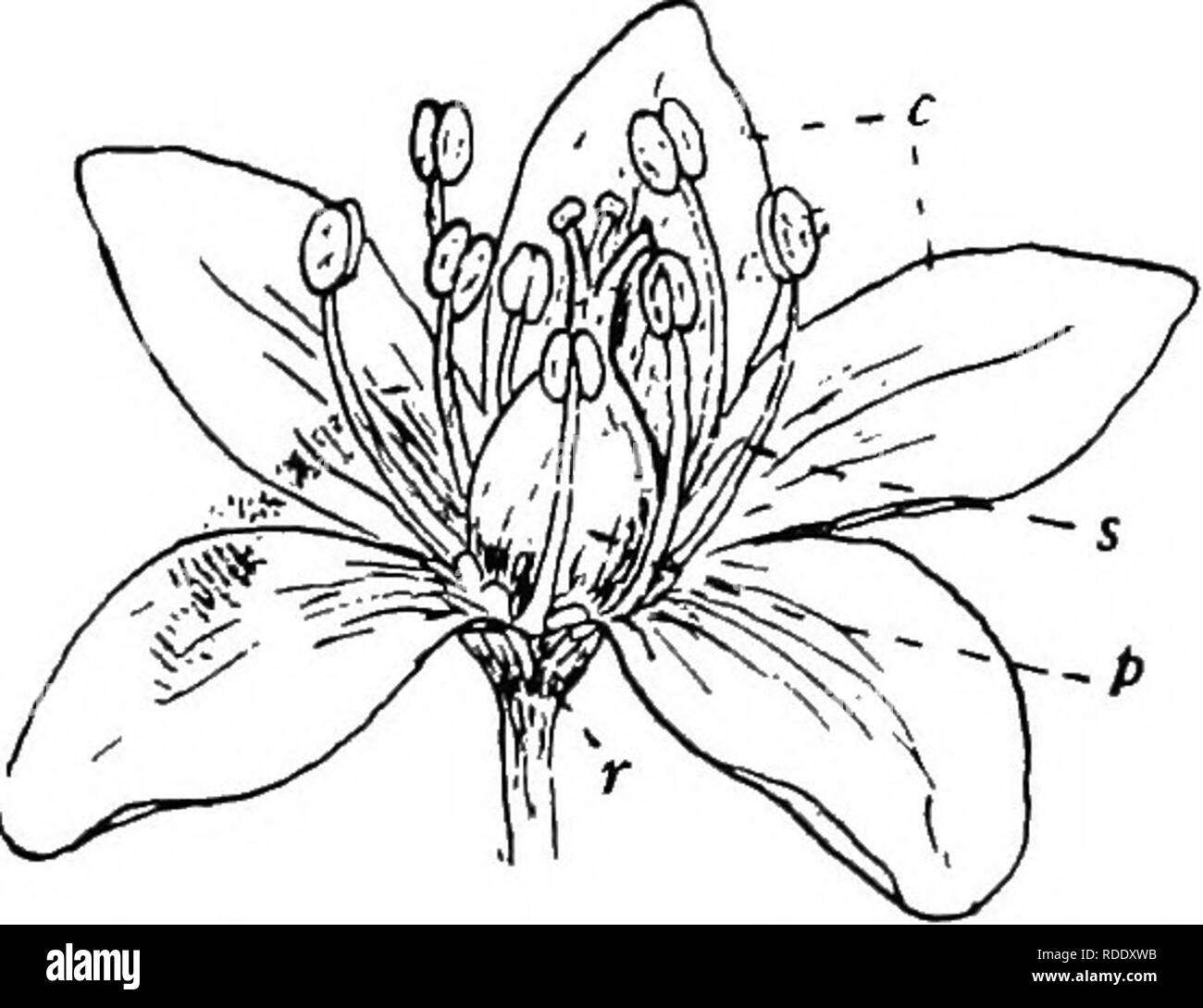 . Botany for agricultural students . Botany. PARTS OF THE FLOWER 11