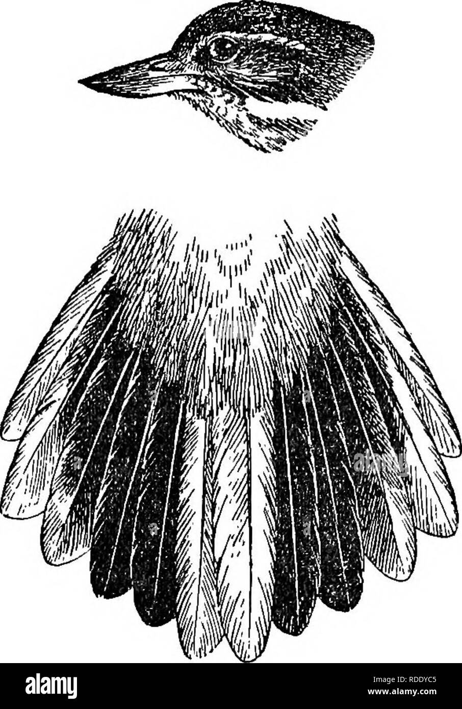 Upturned tail feathers hires stock photography and images Alamy