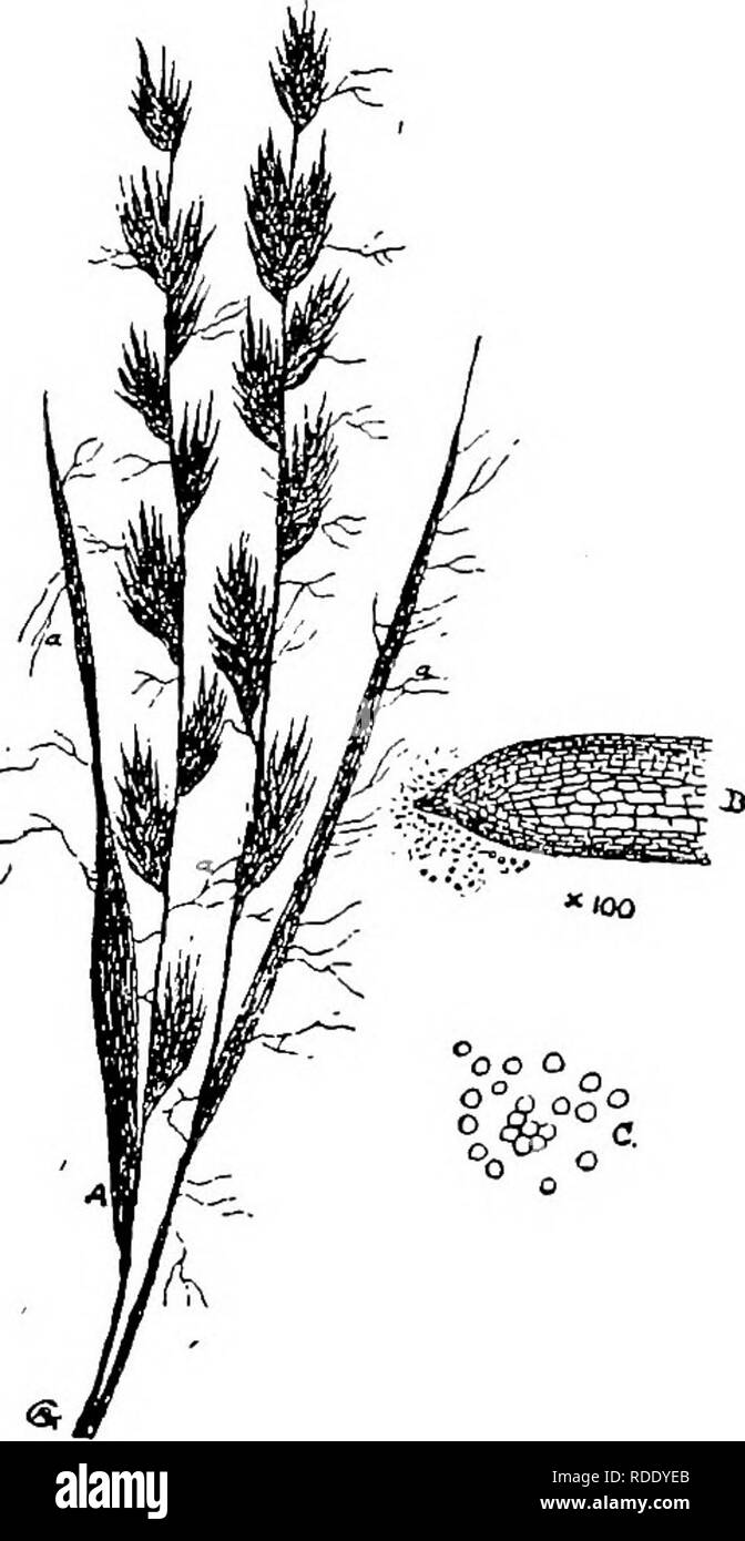 . The diseases of crops and their remedies : a handbook of economic biology for farmers and students. Plant diseases. GRAMINEOUS CROPS. 97 was first described by the late Rev. M. J. Berkeley, F.R.S., in the Journal Linnean Society (vol. xiii. p. 176). This fungus occurs chiefly in the South and South-west of England, and appears only to attack certain grasses growing on calcareous and siliceous soUs. The reason for. -A Fig. 38.—ISAEIA PUCIFOKMIS OF GeASSES A. A grass infested with the fungus (a). B. End of a fongus tuft (a) with conidia (spores). C. Conidia. x 670 diam. (Zeiss' E., 4oc.) the g Stock Photo