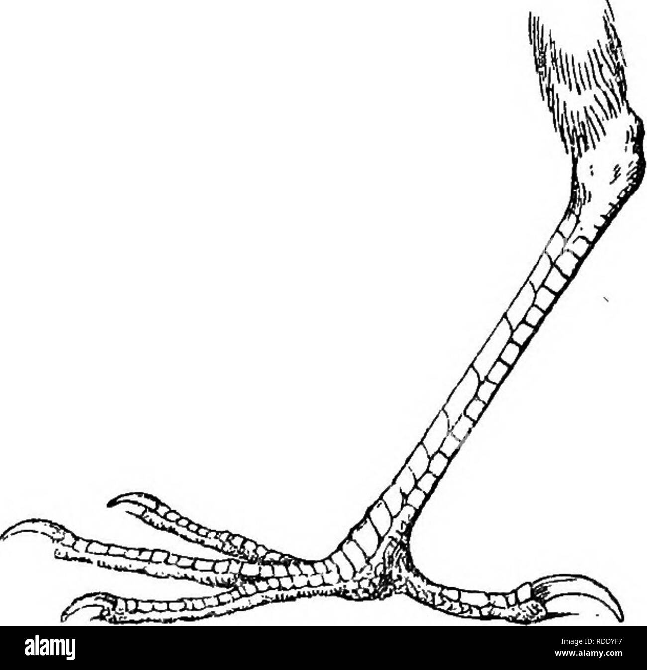 . The birds of British Guiana, based on the collection of Frederick Vavasour McConnell. Birds. Fig. 36.—OTiamwza hrevieauda. The species on which this genus was founded is more or less Thrush-like in appearance. The bill is small in proportion to the general size o£ the bird. The wing is almost square, the inner secondaries being only about 10 mm. shorter than the longest primaries, the thirds fourth, and fifth primaries longest and equal, the second shorter than the sixth but  longer ^;han the seventh.. Please note that these images are extracted from scanned page images that may have been di Stock Photo