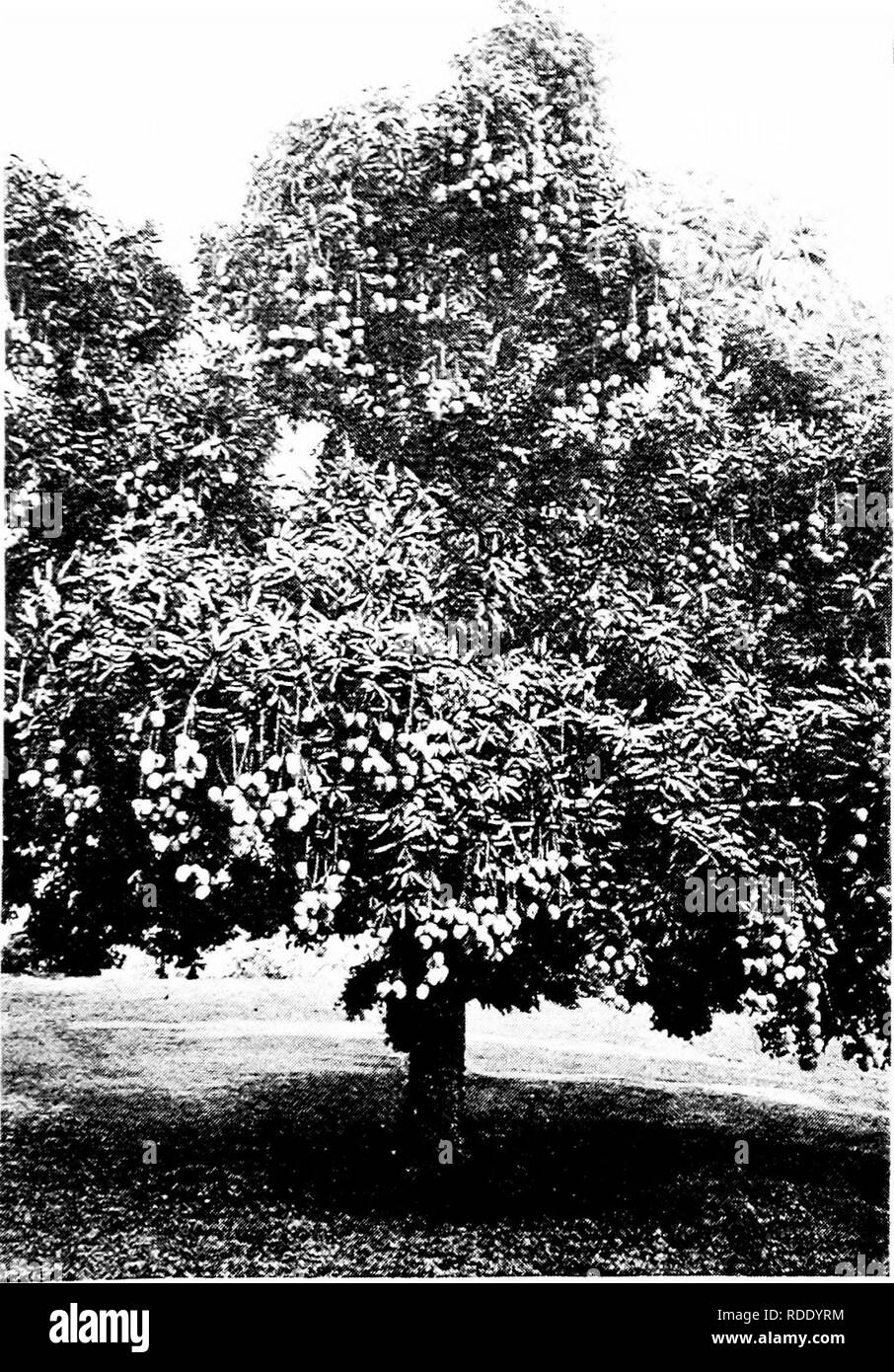 . Crops that pay : pecans, figs, mangoes, avocados, kumquats . Pecan; Fruit-culture. THE MANGO. 43. ONLY PART OF TREE SHOWN. ESTIMATED YIELD 5000 FRUITS JAMAICA MANGO TREE. Please note that these images are extracted from scanned page images that may have been digitally enhanced for readability - coloration and appearance of these illustrations may not perfectly resemble the original work.. Dygert, Henry Arthur, 1856-. Philadelphia : H. A. Dygert Stock Photo