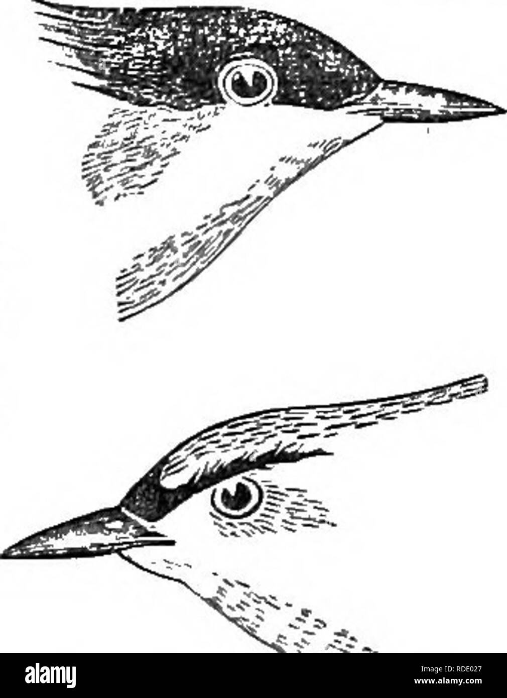 . Birds of the Colorado valley ... scientific and popular information concerning North American ornithology;. Birds. 102 SYNONYMY AND CHARACTERS OF P. C^RULEA Poliopiila coerulea,/fenry, Pr. Pbila. Acad. xi. 1859, 107 (New Mexico).—BA Ives's Ri-p. pt. . 18SI, 6.—Lavr. Ann. Lye. N. Y. viii. 1866, 2i2.—Brewer, Am. Nat. i. 1867, 116, in.—Lnwr. Ann Lye. N. Y. U- lESS, 199 (Yaeatan). —riirai. BE. Pa. 1869, S8 ; Phila. ed. 91.—CoiMs, BN W. 18';4, 17 —Hensh. Rep. Orn. Speea. 1874, 99. Gnlicivoraroerulea, Gundl. J. t. 0. 1855. 471 (Cuba). Culicisora cerulea. Hoy, Pr. Phila. Aead. vi, 1853, im.—Haym.  Stock Photo