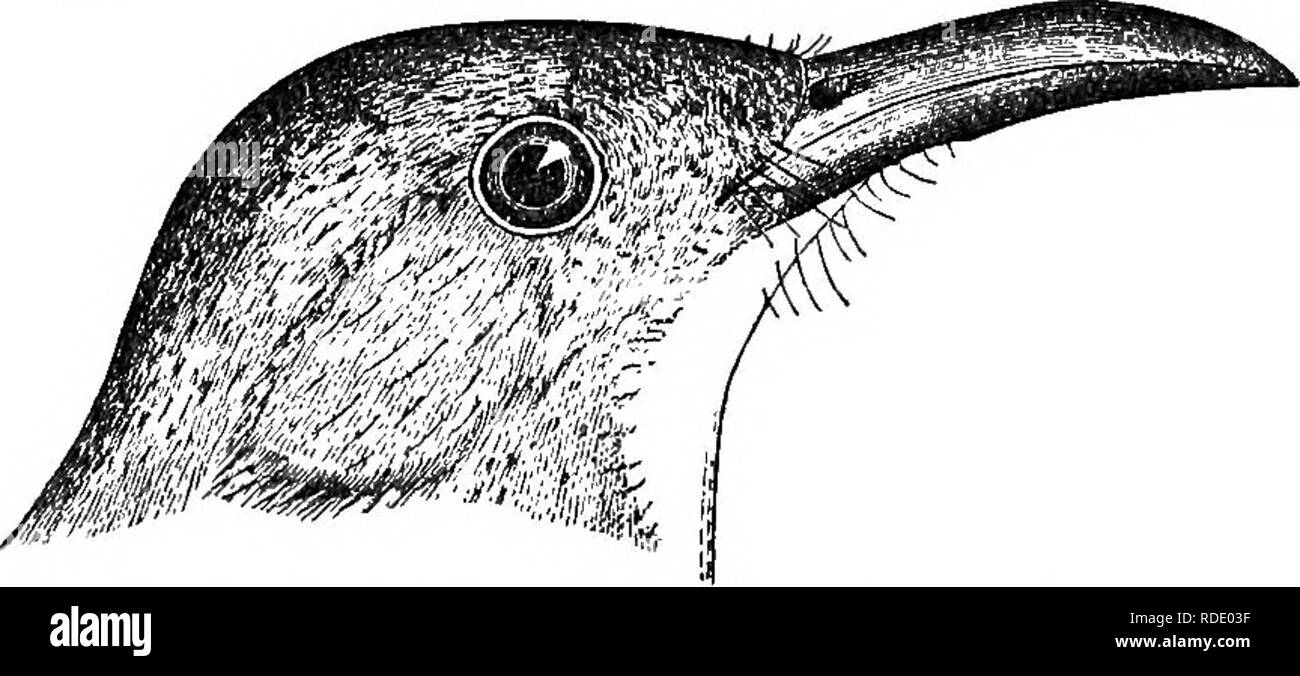 . Birds of the Colorado valley ... scientific and popular information concerning North American ornithology;. Birds. CHARACTERS OP H. CURVIROSTRIS AND VAR. 65 h. palmeri. HarpOThynchus cnrvlrostrls, Hewm. PRRR. ». 1859, Parke's Route, 11 (Arizona,—Heer- mann's specimen, No. 8128, Mus. Smiths., afterward became a type of var. palmeri).— Oouea, Pr. Phila. Acad. 1868, 63 (Arizona).—Ooiies, Key, 1872, 75. Harporhynchus curvirostris uor. palmert, Ridgvi. mss.—Oou.es, Key, 1872, 351.—Ooues, Am. Nat. vii. 187.3, 329, fig. 68.—Brewer, Pr. Bost. Soe. xvi. 1873, 108 (eggs) B. B. &lt;V R. NA.B. i. 1874,  Stock Photo