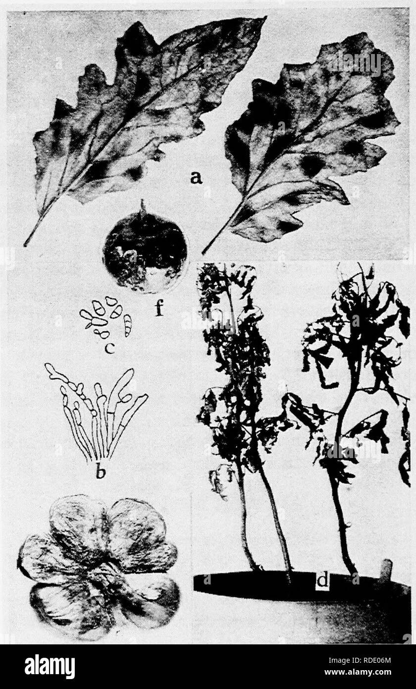 . Diseases of truck crops and their control . Vegetables. Fig. 67. Tomato Diseases. ti. Cladosporium leaf mold, b. conidiophores of Cladosporiutn fulvum, c. conidia of C. fulvum, b. and c. after Southworth), d. two mm-im.^ ^wCno^-vw^:;-^-, it^u).,£.n^.i-,.;,,.&quot;,'. Scleroiium Rolfsii, e. sunburn, /. Macrosporium, r-. Please note that these images are extracted from scanned page images that may have been digitally enhanced for readability - coloration and appearance of these illustrations may not perfectly resemble the original work.. Taubenhaus, Jacob Joseph, 1884-1937. New York : E. P. D Stock Photo