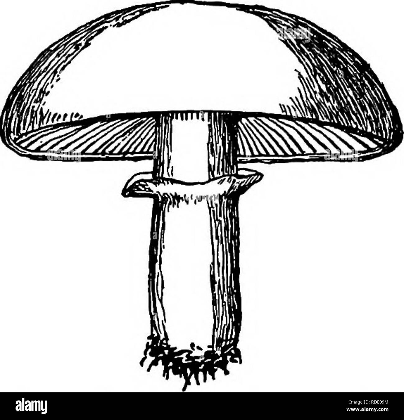 . Mushrooms and their use . Mushrooms. VII. THE COMMON MUSHROOM—ITS EELATIVES. ANALYTICAL TABLE OF AGAEICUS. 1. 4. 2. 3. 2. 4. 6. Plants gro-nang in pastures or open places, Plants grov/ing in woods and groves or their borders, 1. Stem stuffed or solid, 1. Stem hollow, 2. Gills at first pinkish, about as wide as the thickness of the cap, A. campester. Gills at first whitish, narrower than the thickness of the cap, A. rodmani. 3. The collar radiately tomentose on the lower sur- face, A. arvensis, 3. The collar evenly flocculose on the lower STir- face, A. subrufescens. The flesh quickly changin Stock Photo