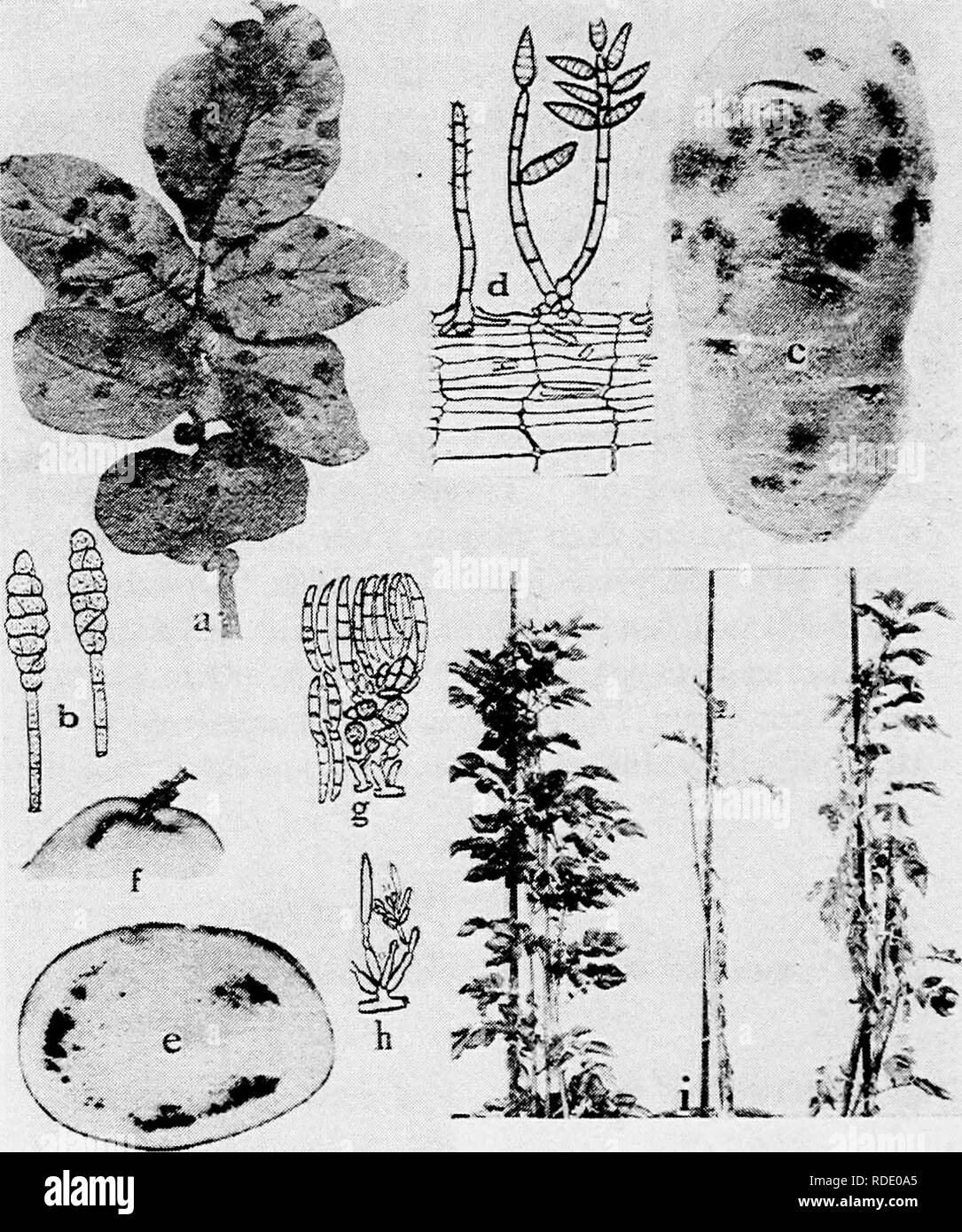 . Diseases of truck crops and their control . Vegetables. Fig. 62. Potato Diseases. a. Early blight (after L. R. Jonej), 6. spores of the early blight fungus, c. silver scurf, d. conidiophores and conidia of the silver sciirf fungus, e. and /. Fusarium oxysporum wilt m tubers, g. chlamydospores and one to several celled conidia of F. oxysporum, h. conidiophores of F. oxysporum (g. and k. after Sherbakoff), t. Ver- ticillium wilt (after Orton),. Please note that these images are extracted from scanned page images that may have been digitally enhanced for readability - coloration and appearance  Stock Photo