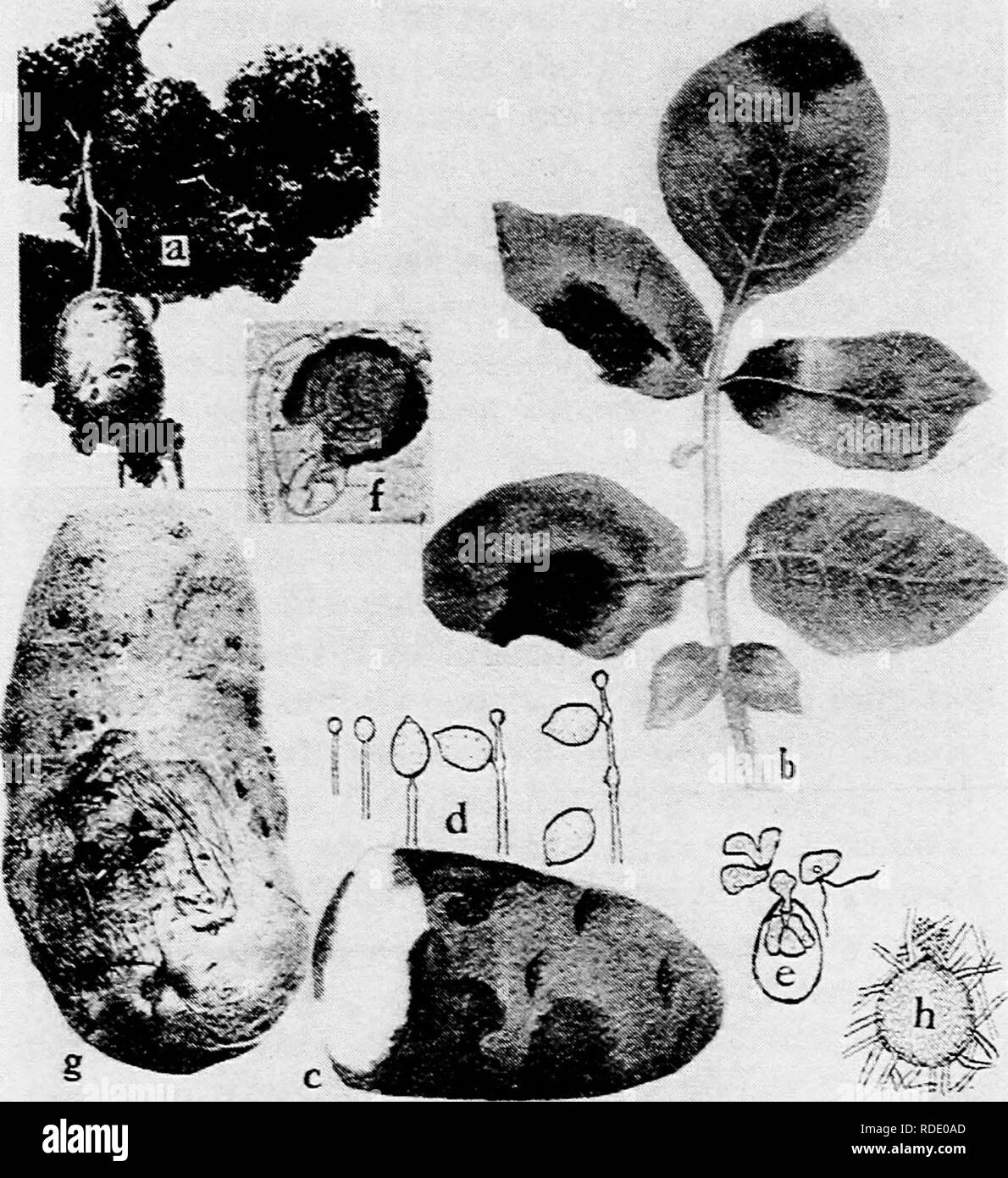 . Diseases of truck crops and their control . Vegetables. Fig. 6i. Potato Diseases. a. Black wart (after Gussow), b. late blight on foliage, c, late blight on tuber, d. successive stages of the development of the conidia of Phyiophthora infestans (6. and d. after L. R. Jones), e, germination of conidia of Phytophthora infestans, by means of zoopores (after Ward),/, mature oogonium of P. infestans (after Clinton), g. melters, surface view, early stage of infection, h. pycnidium of Phoma tuherosa (after Melhus and Rosenbaum).. Please note that these images are extracted from scanned page images  Stock Photo