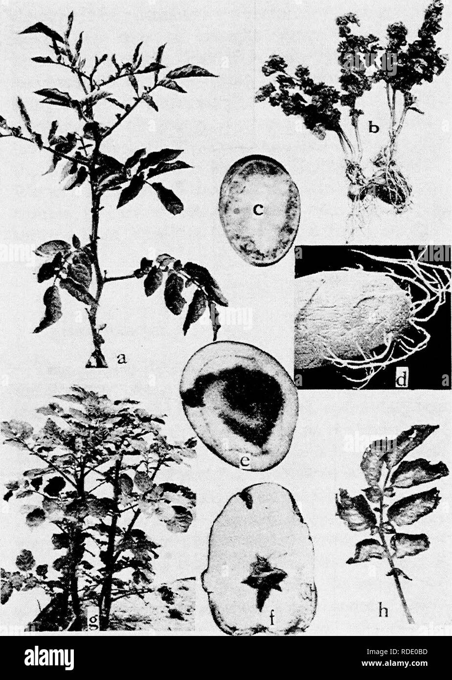 . Diseases of truck crops and their control . Vegetables. Fig. 58. Potato Diseases. a. Leaf roll, b. curly dwarf (a. and b. after Appel), c. net necrosis, d. spindly sprout, e. black heart, /â hollow heart (d. to /. after Stakman and Tolaas), g. mosaic, h. tip bum (c. g. and h. after W. A. Orton).. Please note that these images are extracted from scanned page images that may have been digitally enhanced for readability - coloration and appearance of these illustrations may not perfectly resemble the original work.. Taubenhaus, Jacob Joseph, 1884-1937. New York : E. P. Dutton &amp; Co. Stock Photo