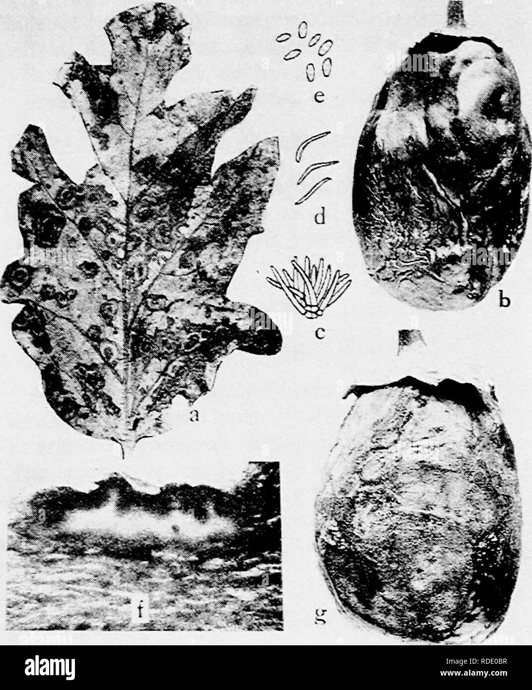 . Diseases of truck crops and their control . Vegetables. Fig. 56. Egg-Plant Diseases. a. Phomopsis of leaf, 6. Phomopsis on fruit, c. cohidiophores, d, stylospores, e. pycnospores of Phomopsis vexans, f. photomicrograph of a cross section through an infected calyx of an egg plant showing pycnidia of P. vexans {c. to /. ^ter Harter), R. anthracnose on egg-plant fruit.. Please note that these images are extracted from scanned page images that may have been digitally enhanced for readability - coloration and appearance of these illustrations may not perfectly resemble the original work.. Taubenh Stock Photo