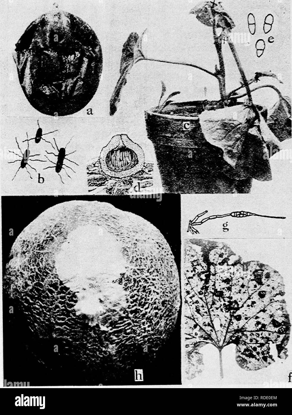 . Diseases of truck crops and their control . Vegetables. Fig. 38. Cantaloup Diseases. a. Soft rot, b. individual germs of soft rot (a. and 6. after Giddings), c. young cantaloup plant artificially inoculated with Mycosphserella wilt, d. section through a perithecium of Mycospheerella citrullina, showing immature asci, e. ascospores of M. citrullina (c. to e. after Grossenbacher),/. Altemaria leaf blieht, g. Conidiophores and spore of Macrosporium cucumerinum (a^âcâ ^Â»iisÂ«.yj--= .Â»= .v. - .;â -i^i;â.. Please note that these images are extracted from scanned page images that may have been di Stock Photo