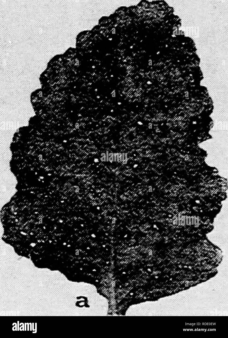 . Diseases of truck crops and their control . Vegetables. Fig. 37. Turnip Disease. a. Macrosporium leaf spot, b. Macrosporium herculeum, showing conidiophores and conidia, c. individual conidium of M. herculeum {a. to c. after F. C. Stewart).. Please note that these images are extracted from scanned page images that may have been digitally enhanced for readability - coloration and appearance of these illustrations may not perfectly resemble the original work.. Taubenhaus, Jacob Joseph, 1884-1937. New York : E. P. Dutton &amp; Co. Stock Photo