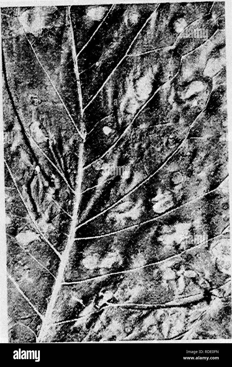 . Diseases of truck crops and their control . Vegetables. ^lUJ-A-k Fig. 34. Cercospora Leaf Spot OF Horse Radish.. Please note that these images are extracted from scanned page images that may have been digitally enhanced for readability - coloration and appearance of these illustrations may not perfectly resemble the original work.. Taubenhaus, Jacob Joseph, 1884-1937. New York : E. P. Dutton &amp; Co. Stock Photo